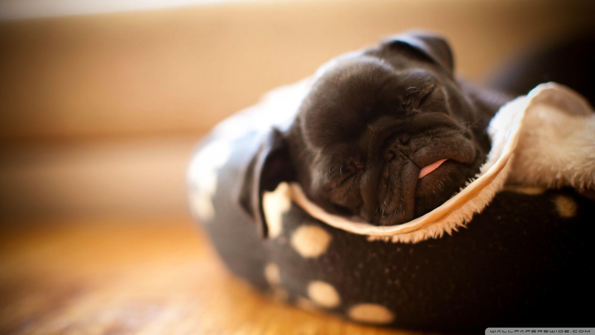 Sleeping Pug Puppy ❤ 4K HD Desktop Wallpaper for 4K Ultra HD TV