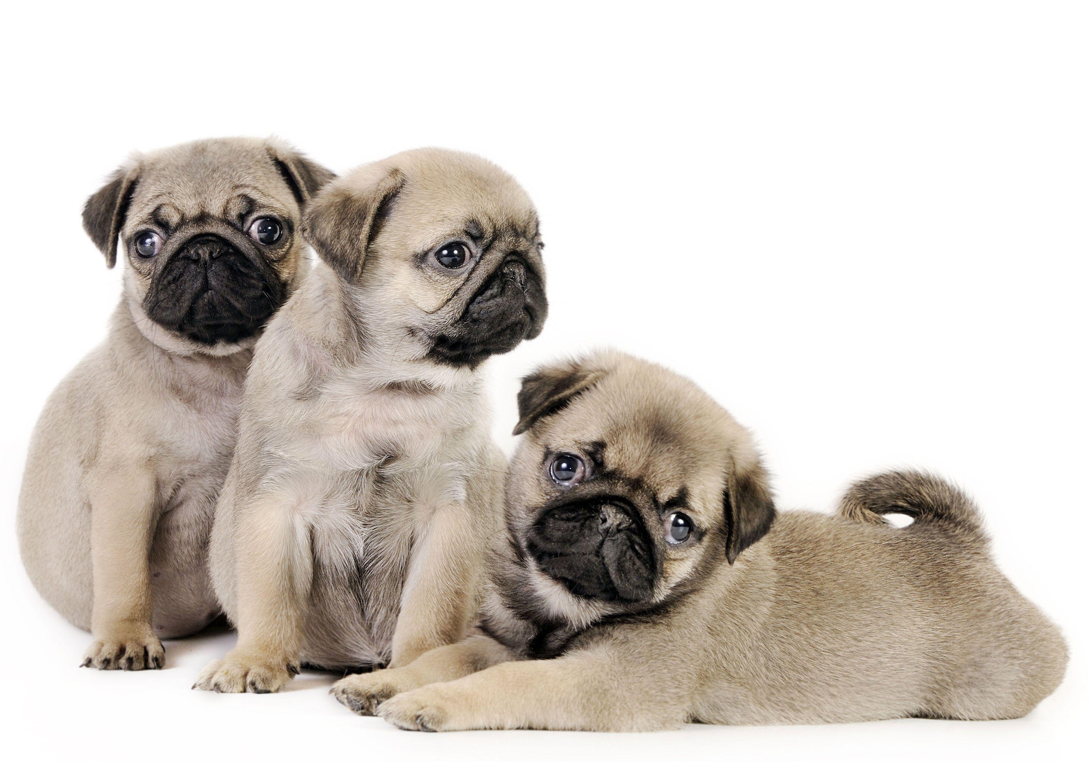 Pug Puppies For Free 12 HD Wallpaper