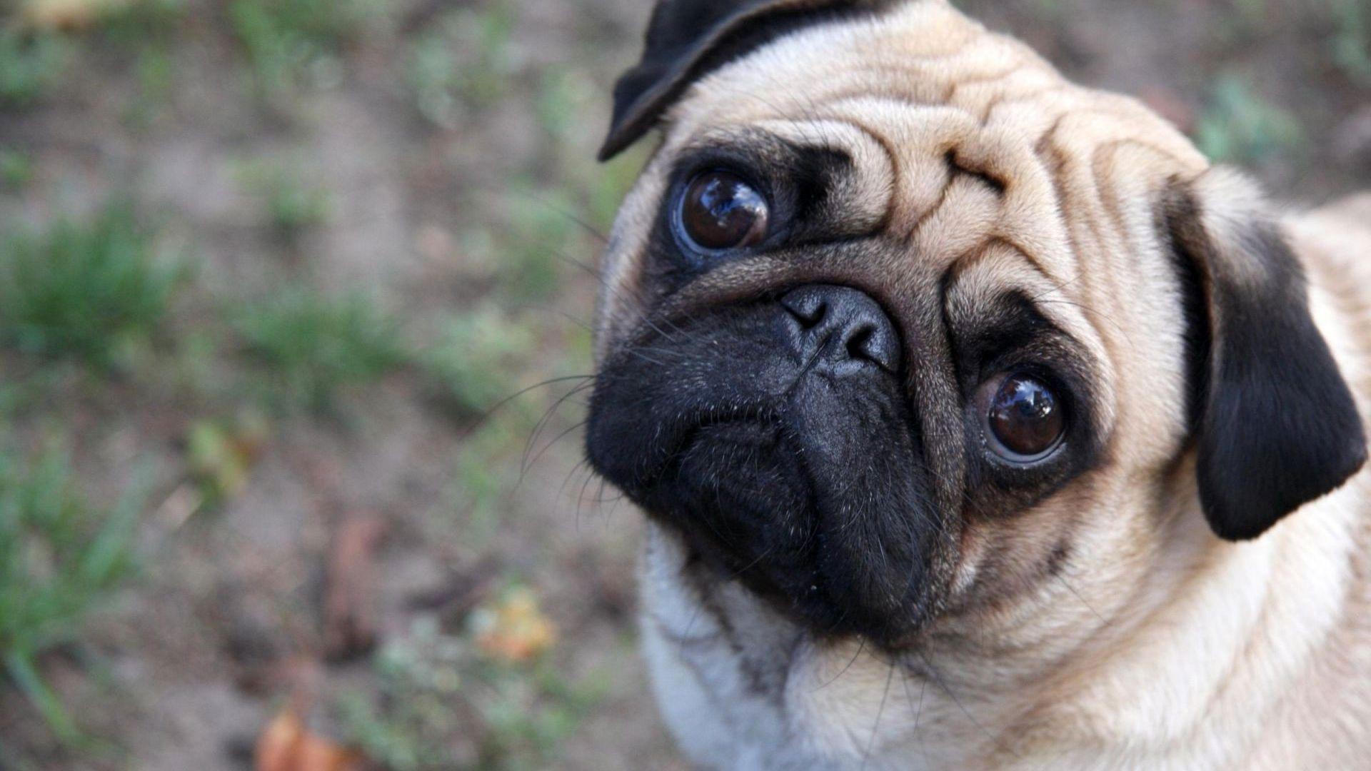 hd pics photo best beautiful pug dog attractive face close up HD