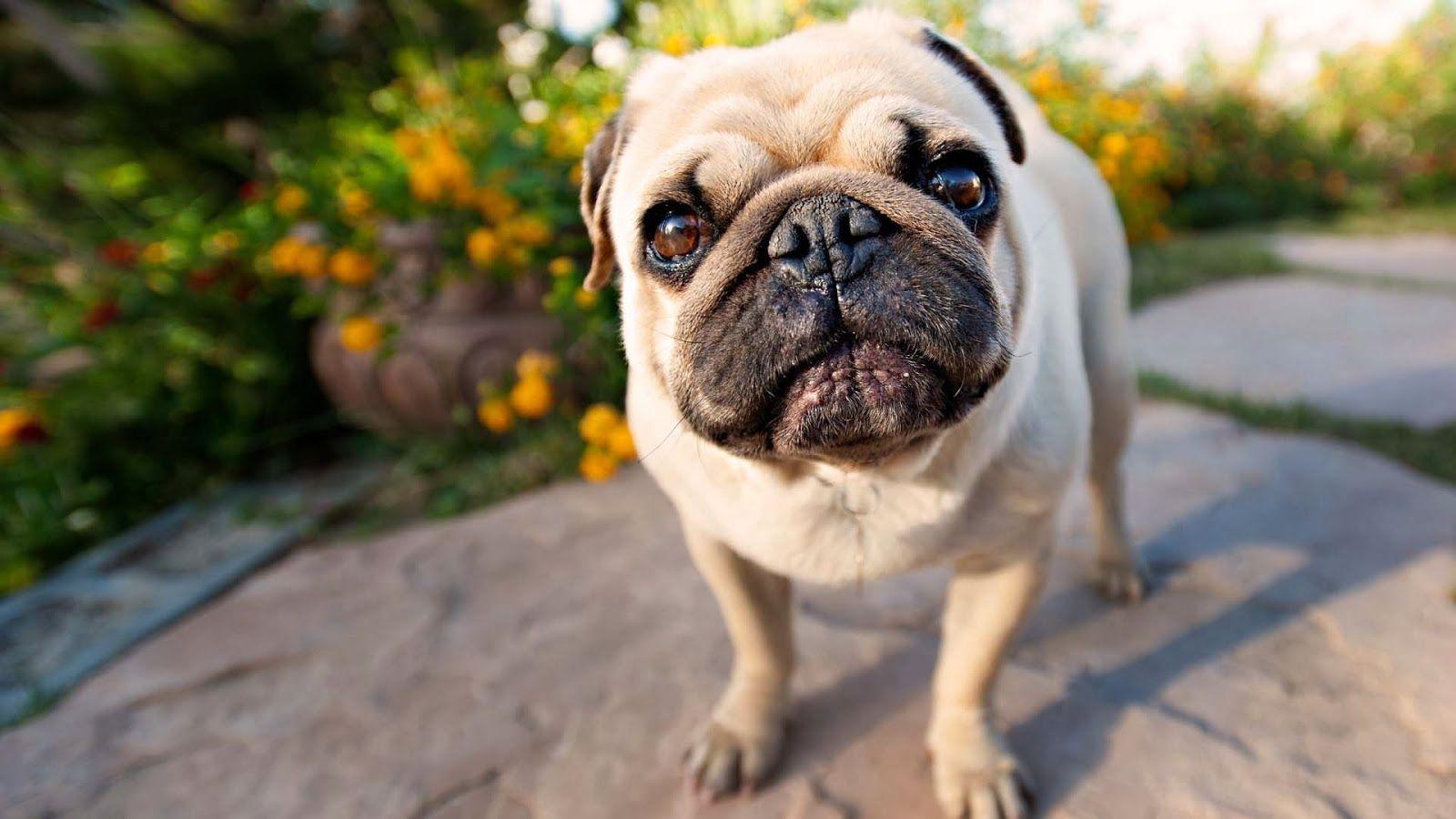 Fascinating Cute Pug Puppies Wallpaper Image. Free HD Wallpaper