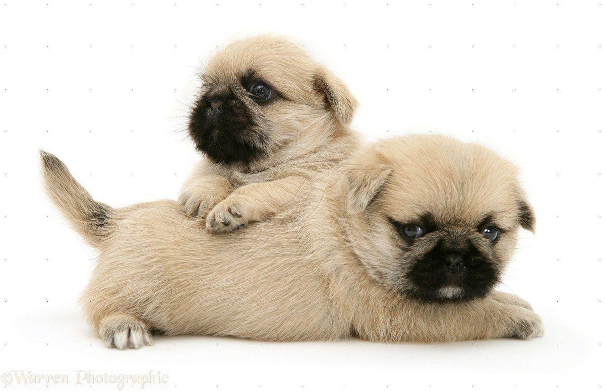 Shih Tzu Wallpaper Lovely Pug Puppies Wallpaper Browse