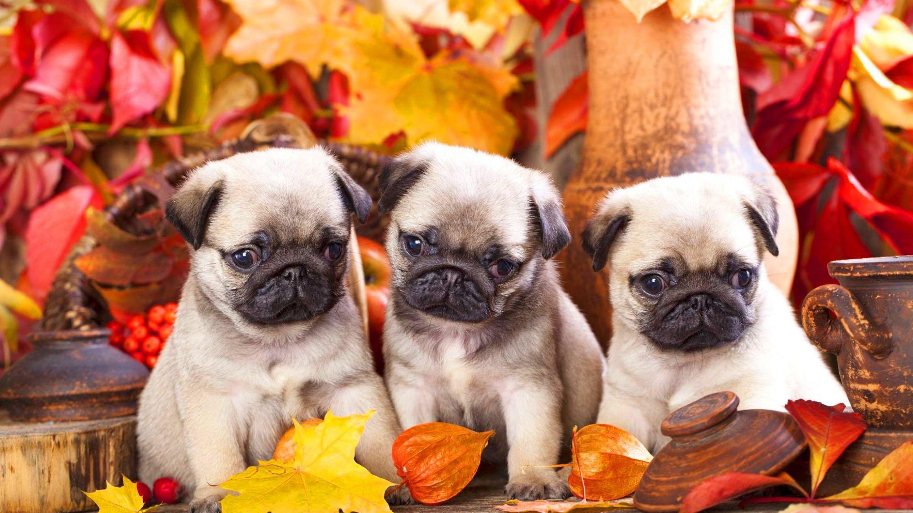 Cute Pug Puppies Wallpaper