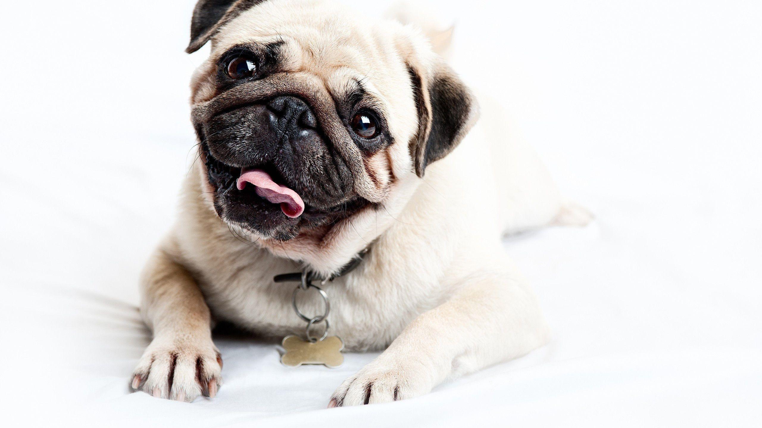 Pug Puppy Wallpaper