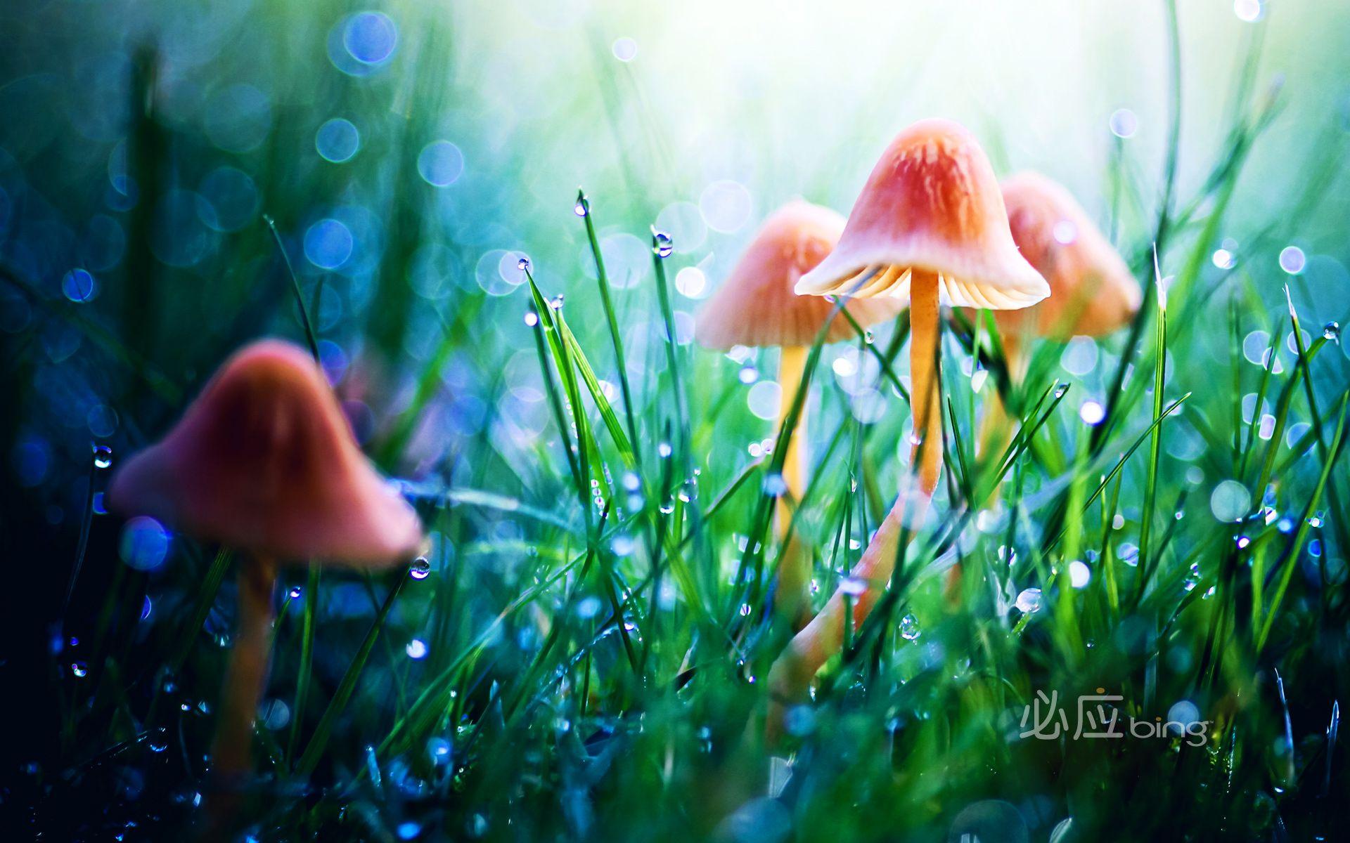 mushrooms in fairy land