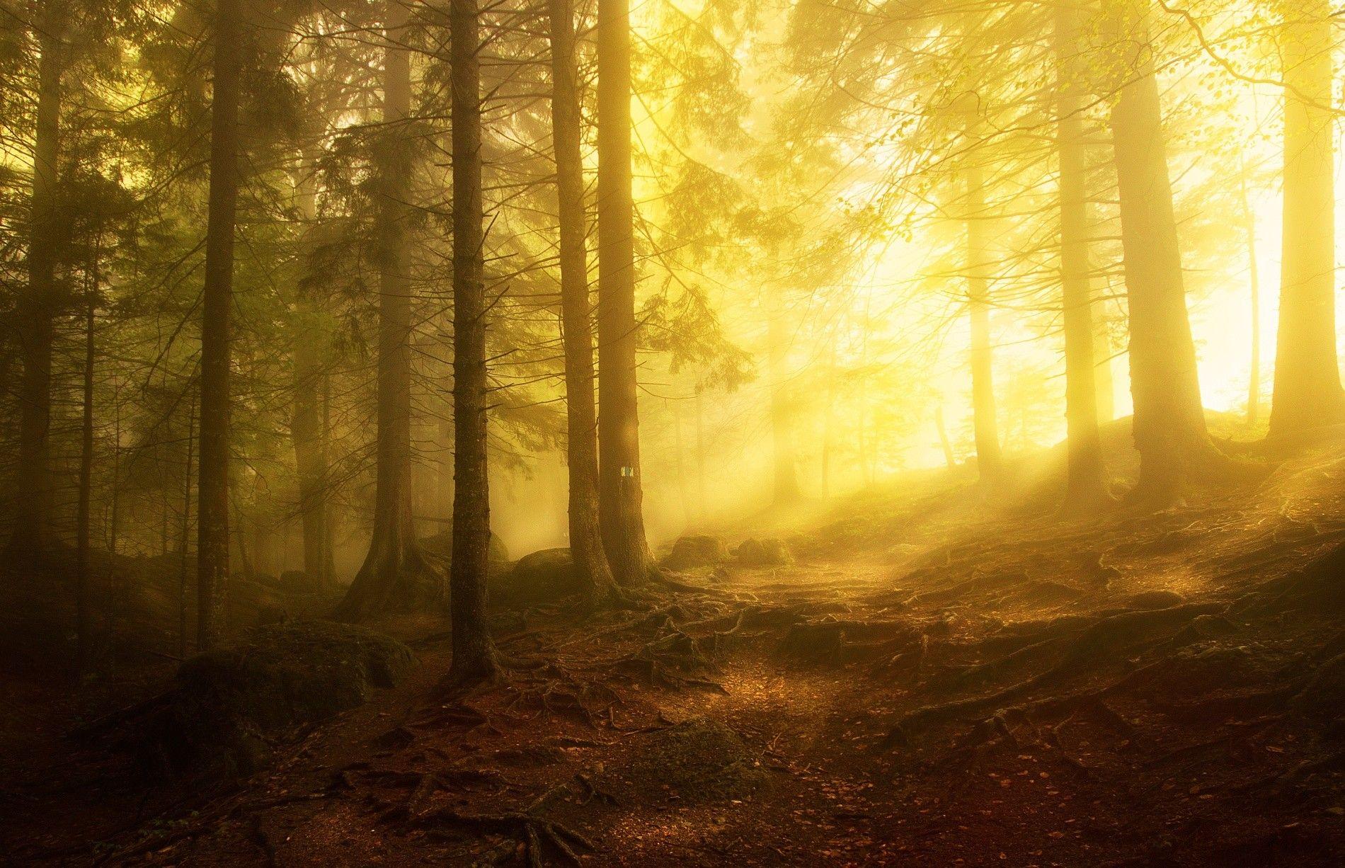 Forests: Fairyland Forest Light Woods HD Picture for HD 16:9 High