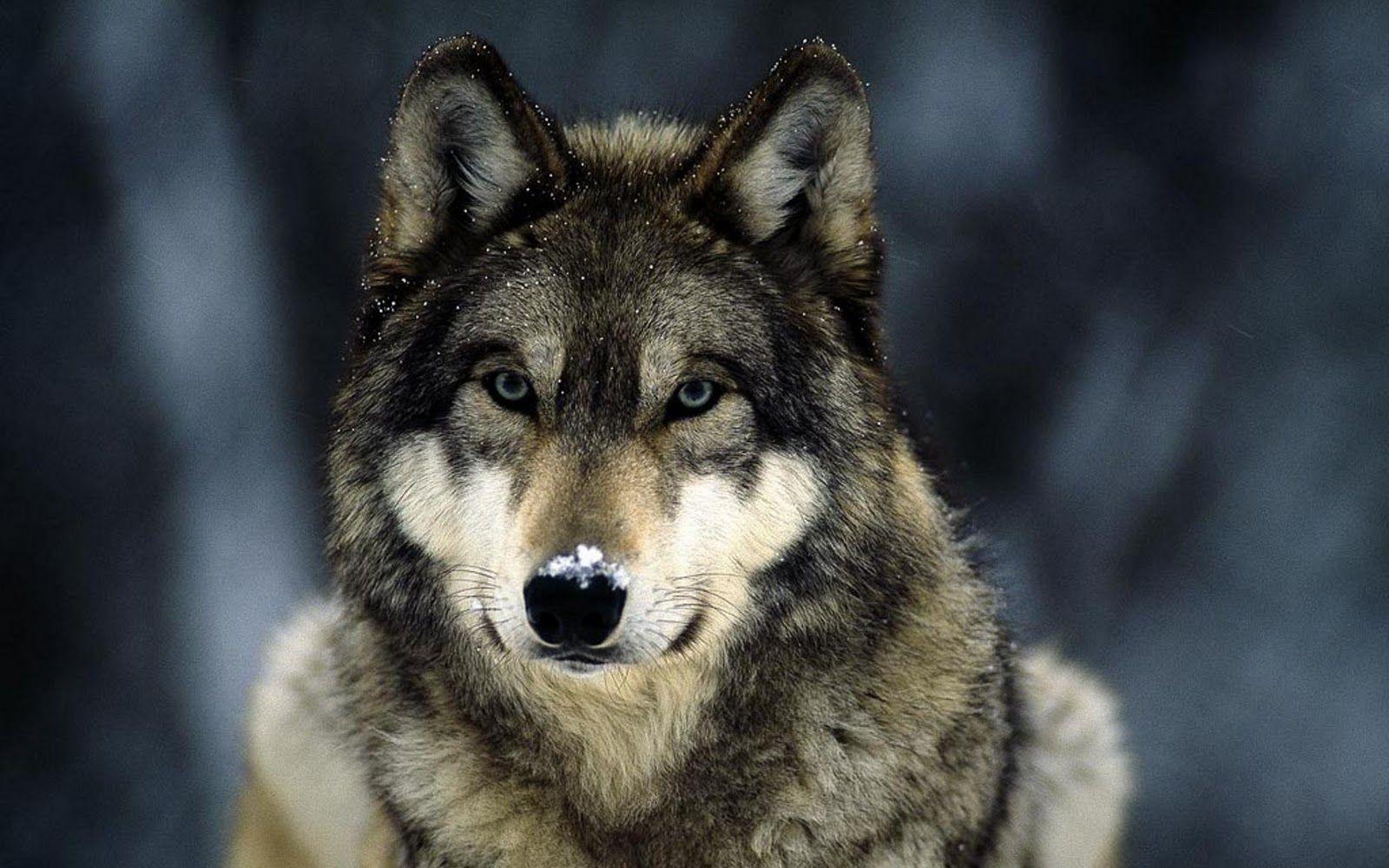 Wolf Wallpaper HD