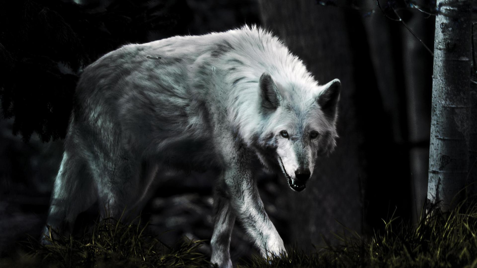 Wolf HD Wallpaper FREE Android Apps on Google Play. HD Wallpaper