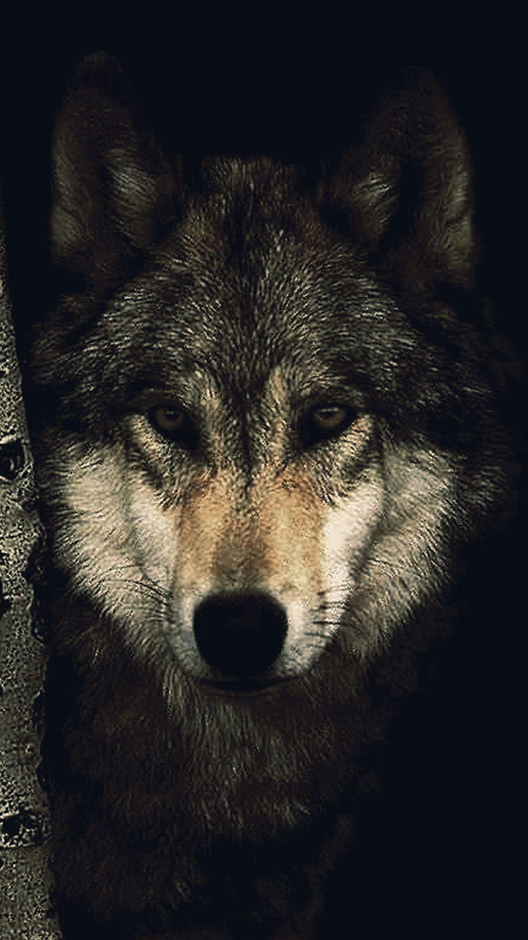 wolf phone wallpaper