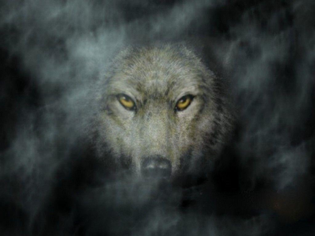 3110) Dark Wolf HD Photo Wallpaper