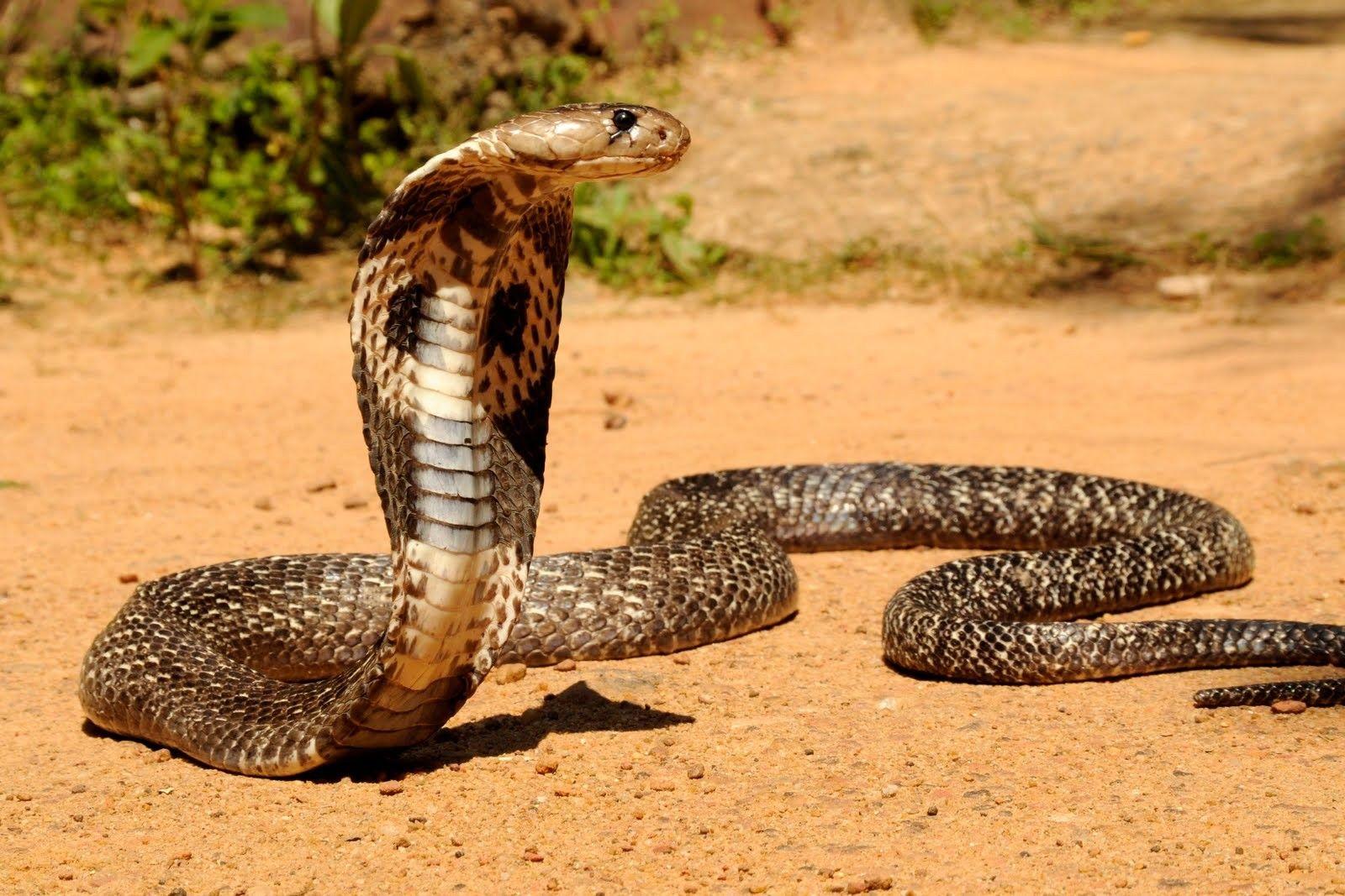 Cobra Snake Hd Wallpaper Lovely Desktop Background Photographs