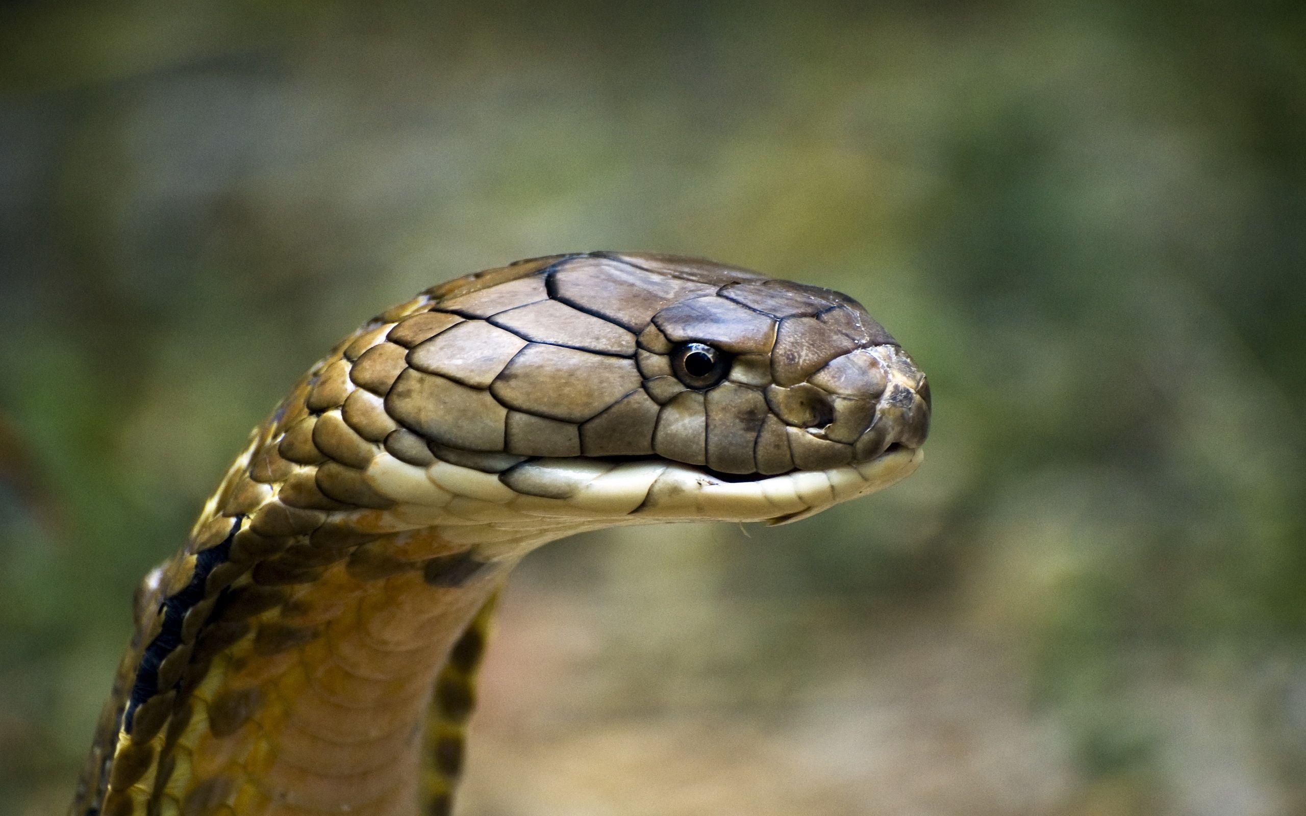 King Cobra Full HD Wallpaper and Background Imagex1600