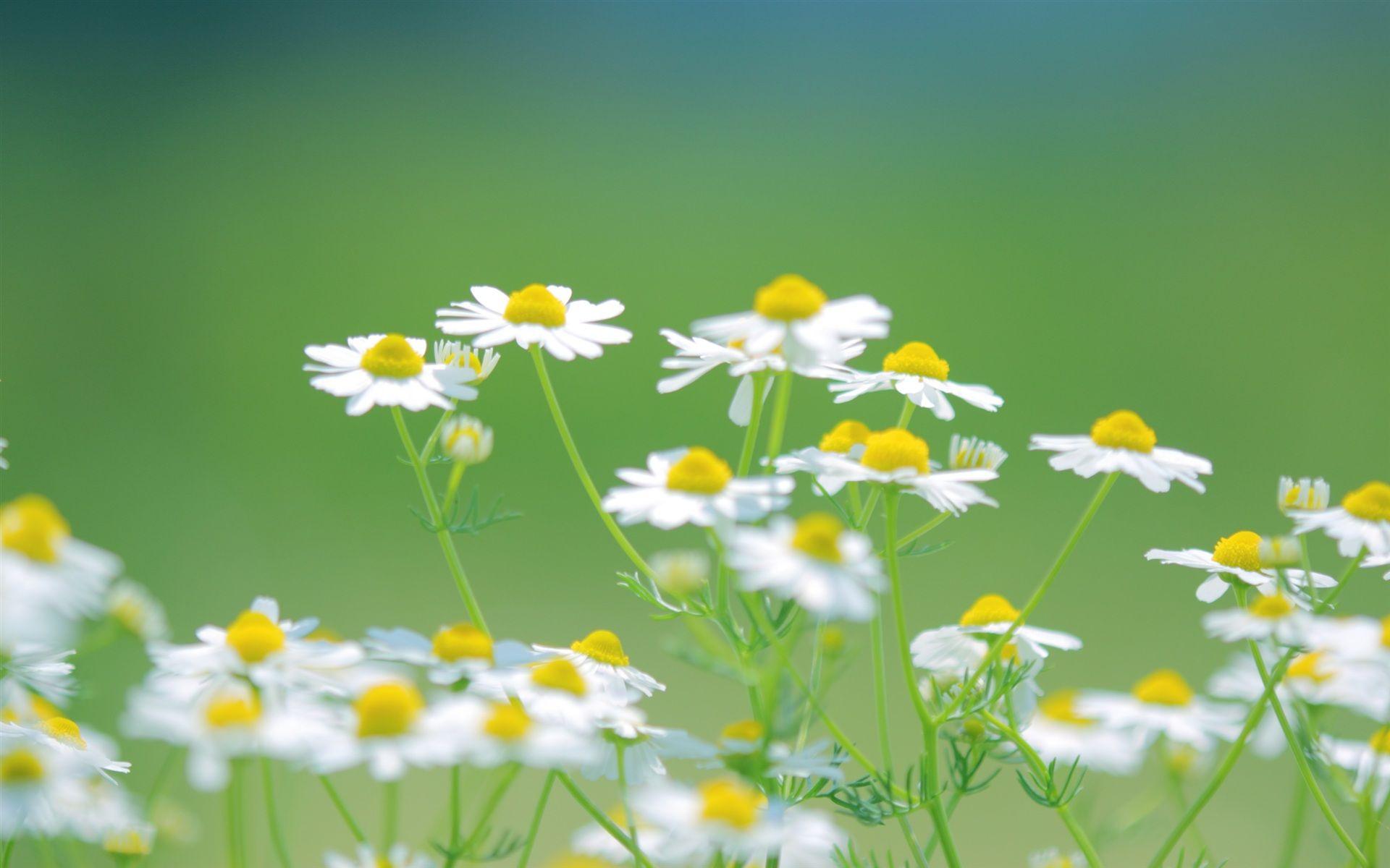 Daisies, White, Flowers, Nature, Summer, Green, Desktop, Background