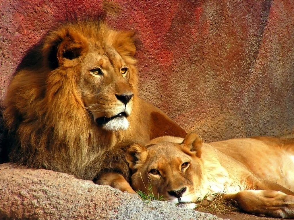 All About Lions image mama & papa lion HD wallpaper and background