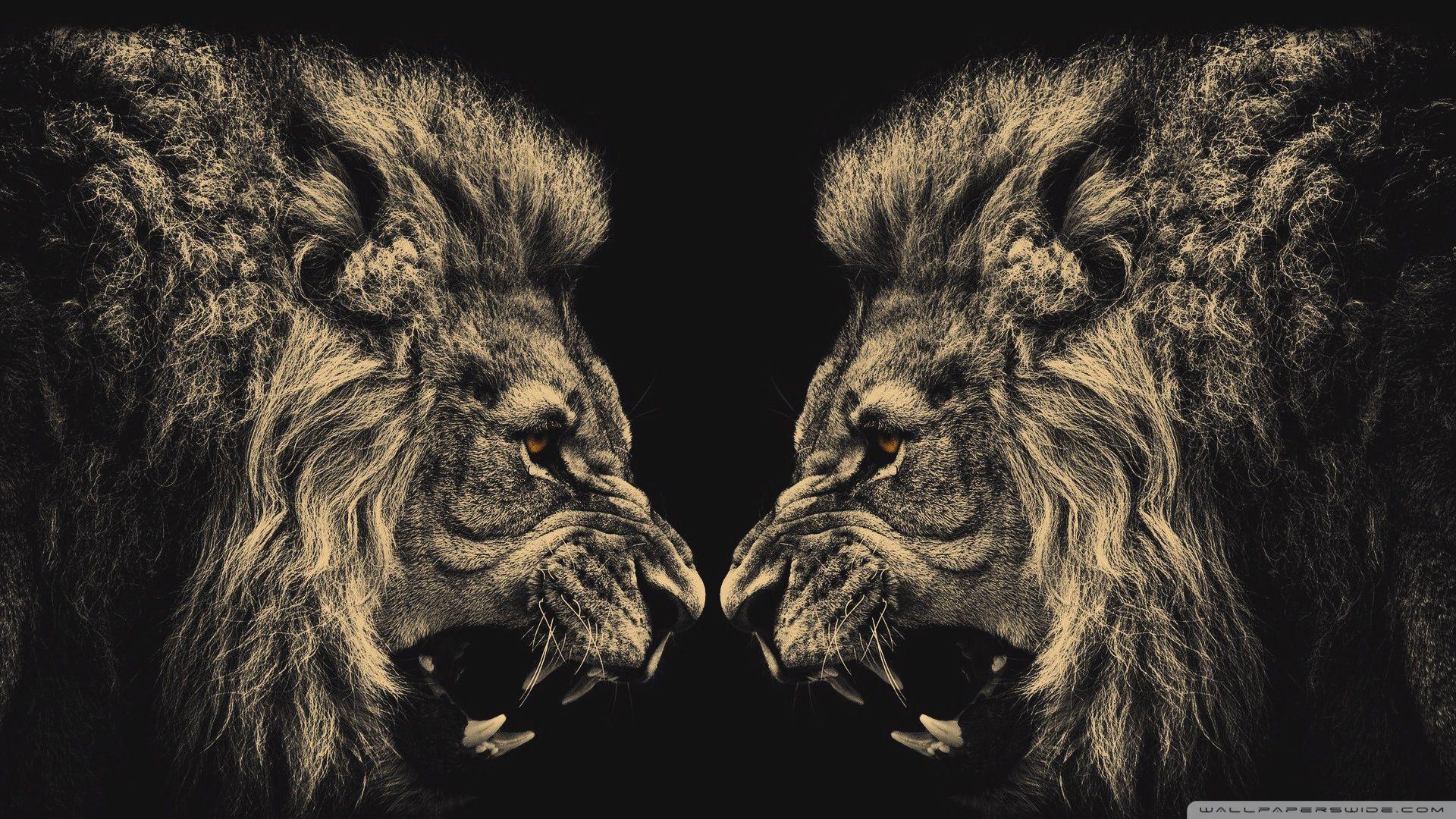 Lions. VIP Wallpaper. HD Wallpaper for Desktop and Mobile Platform