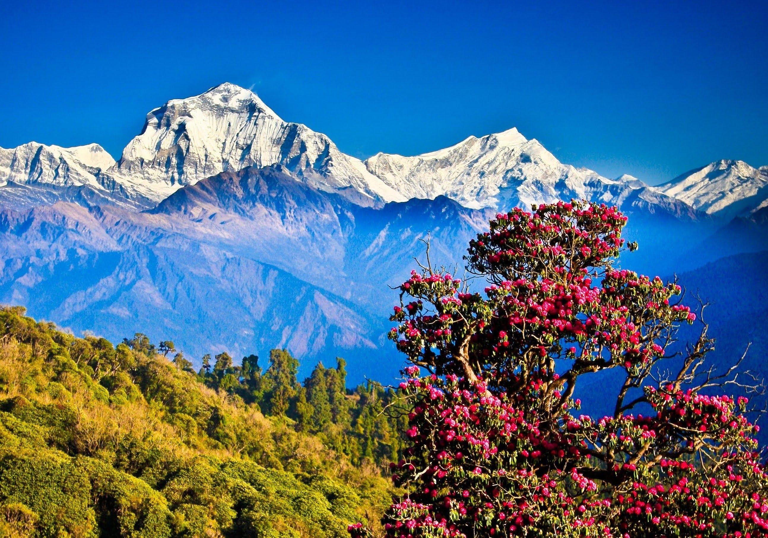 Flowering tree in the Himalayas wallpaper and image
