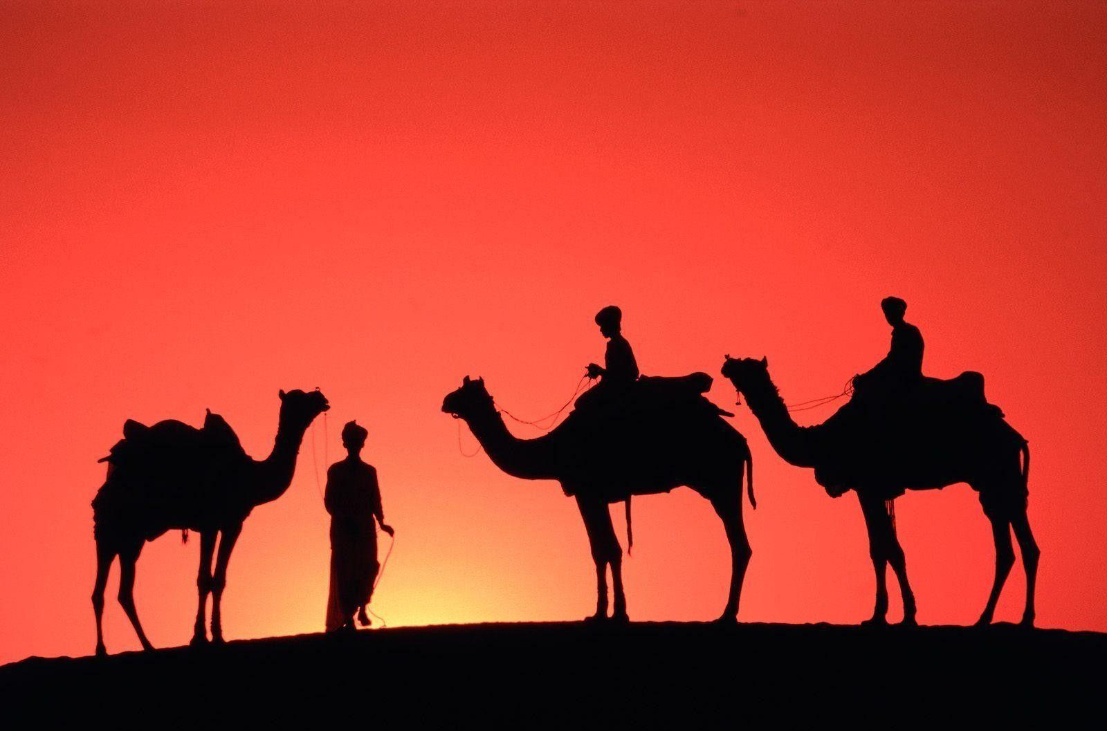 red camels travel sahara vvvvvv arab 1600x1057 wallpaper High