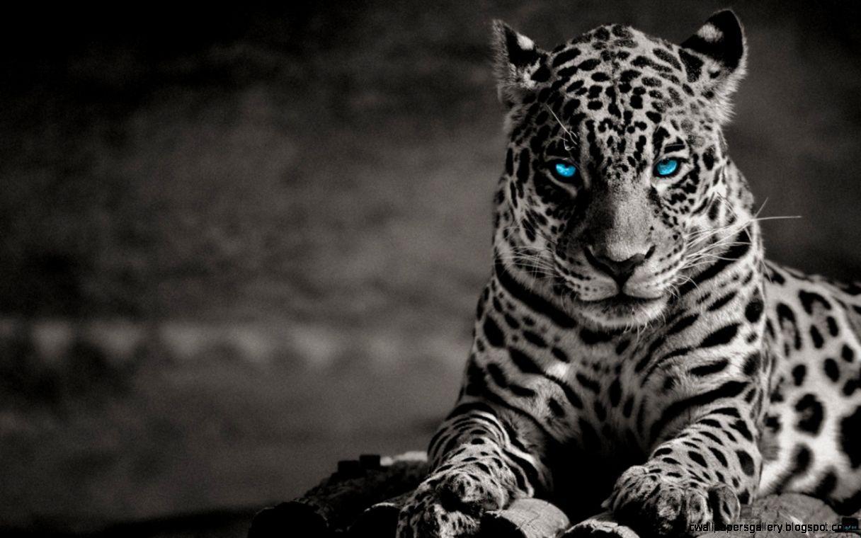 White Tiger With Blue Eyes Wallpaper 3D