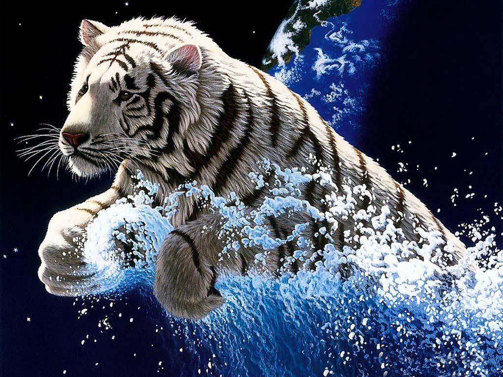 white tigers with blue eyes in snow wallpaper Search