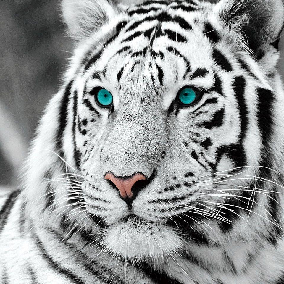 White Tiger With Blue Eyes Wallpapers D Wallpaper Cave
