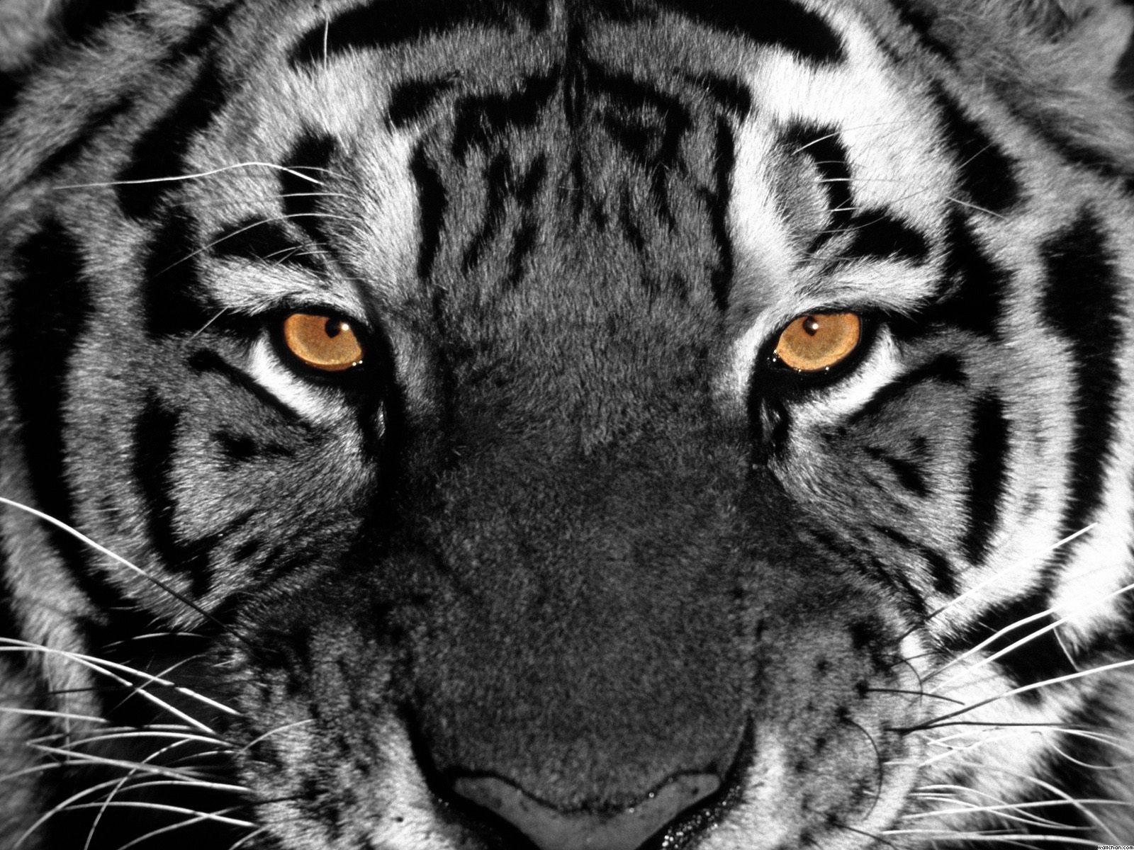Tiger Black And White Wallpaper