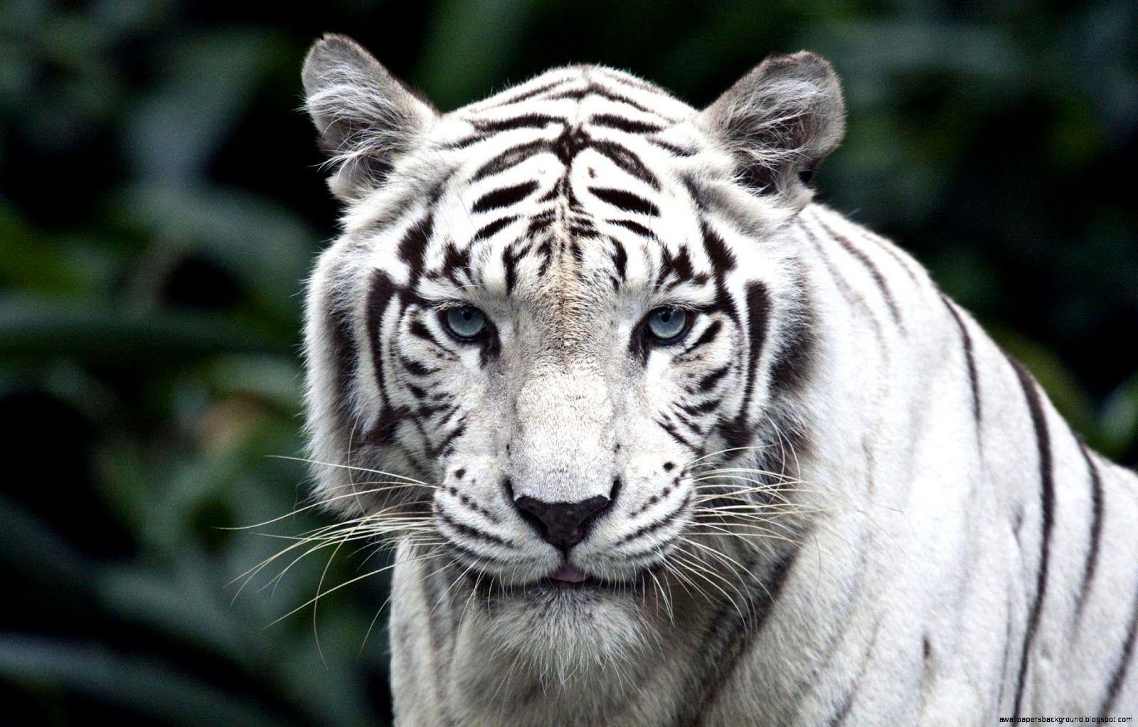 White Tiger With Blue Eyes Wallpaper 3D