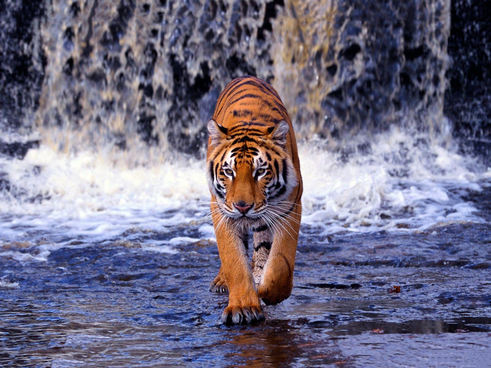 Bengal Tiger Wallpaper Animal Spot