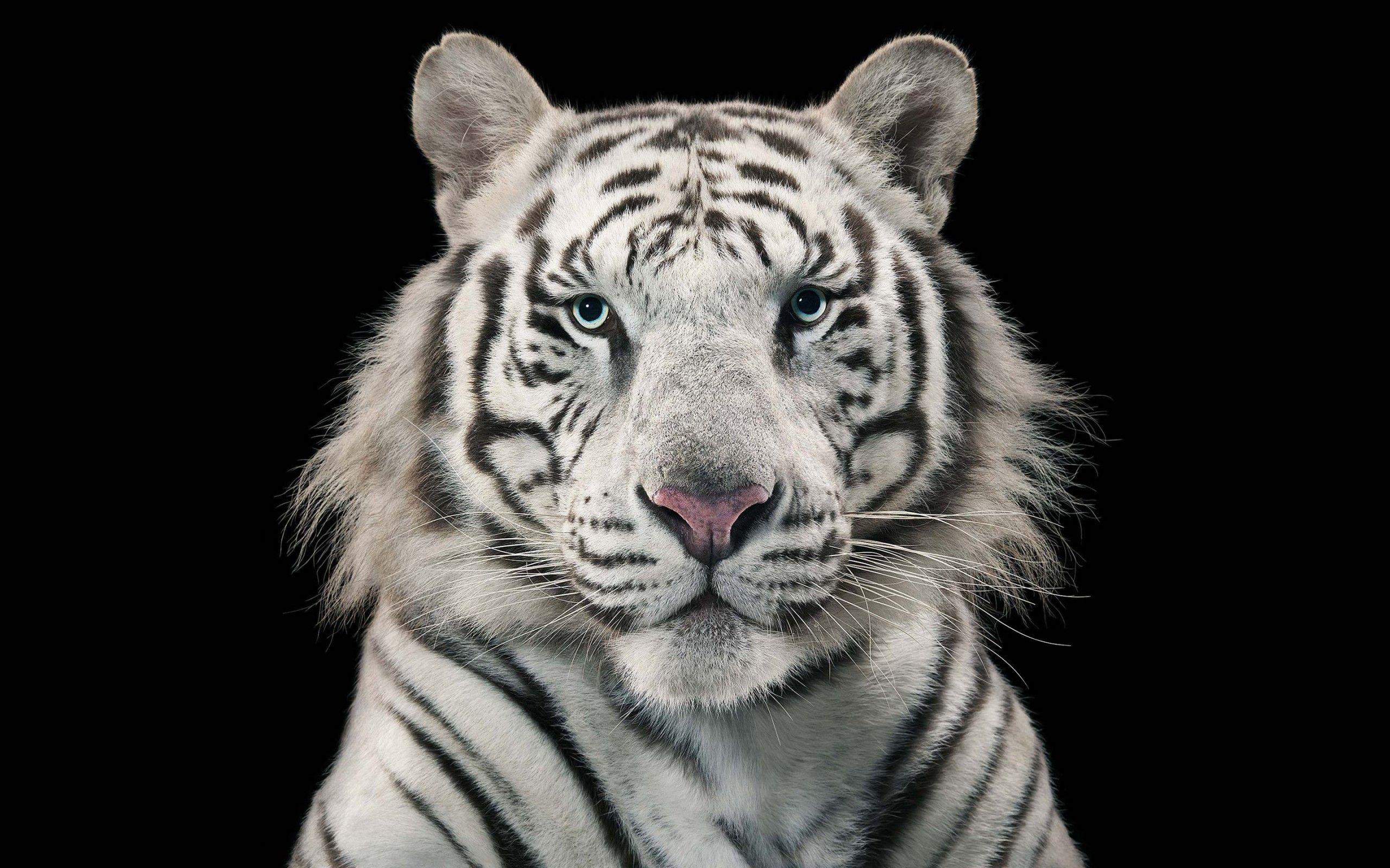 White Tiger Bengal Tiger Wallpaper