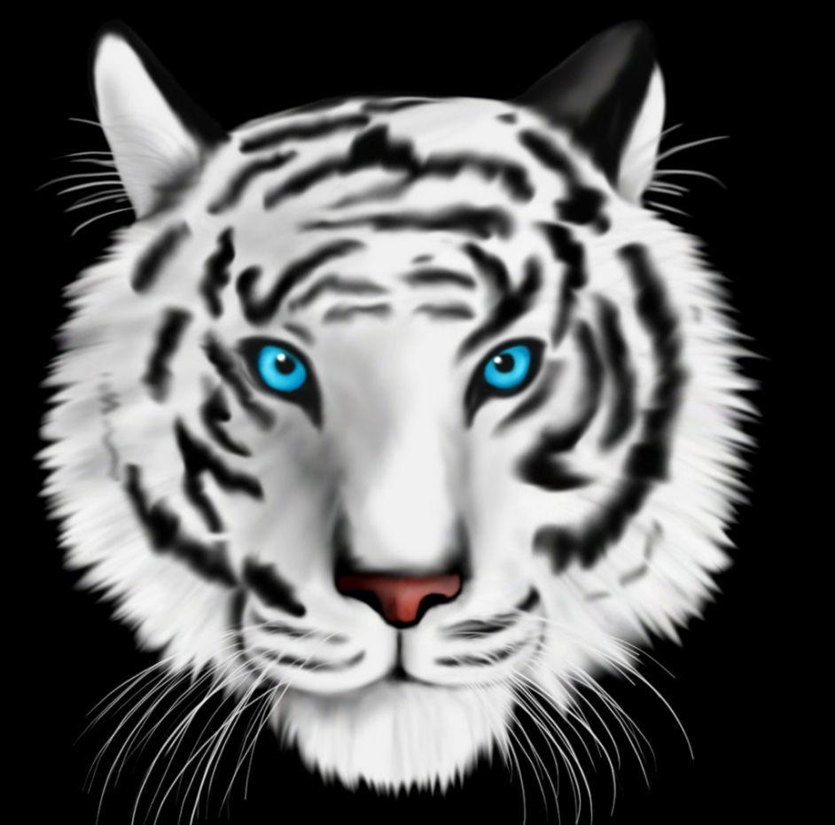 white tiger with blue on we it, white tiger with blue wallpaper