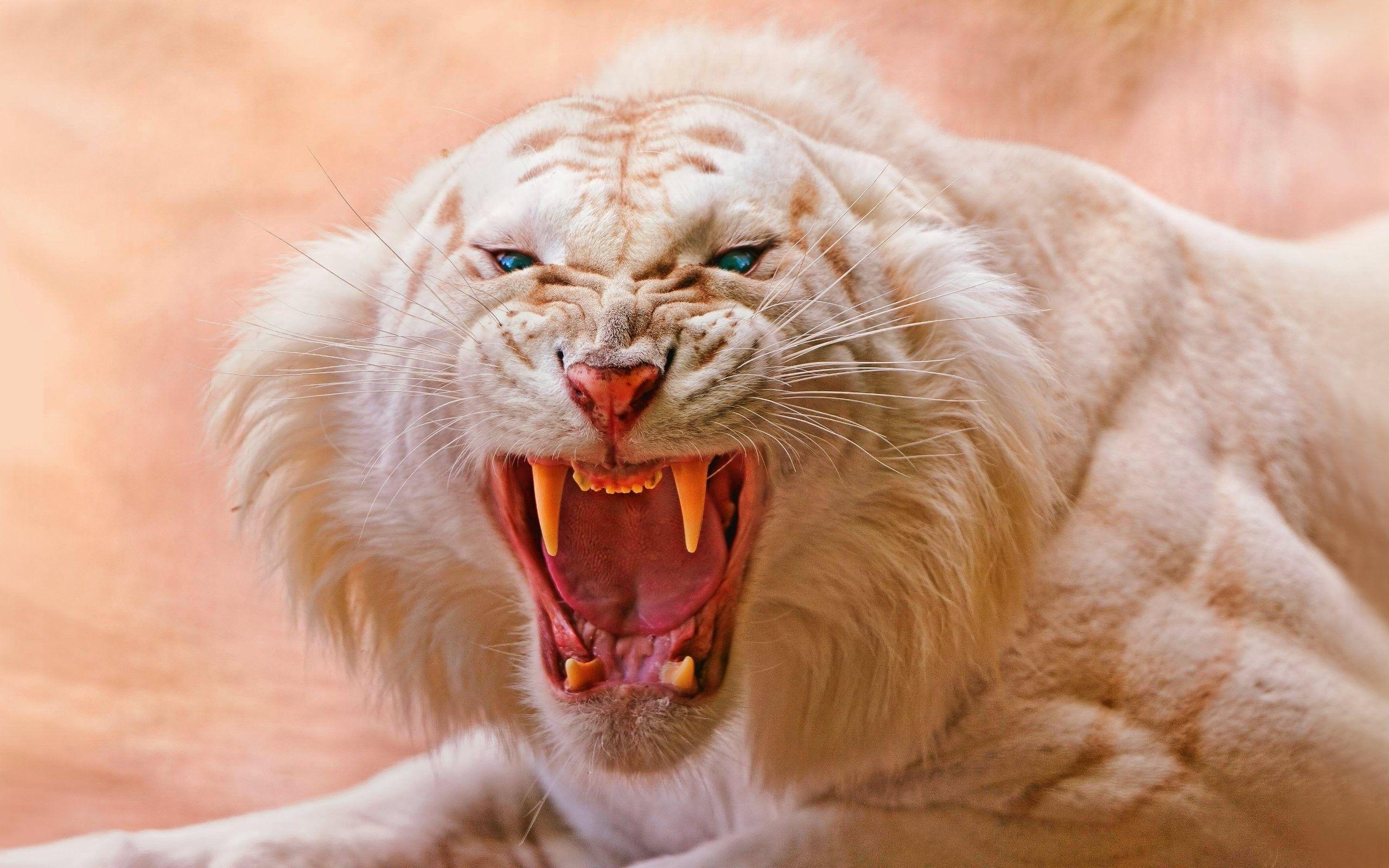 animals, Tiger, White Tigers, Nature, Open Mouth, Blue Eyes