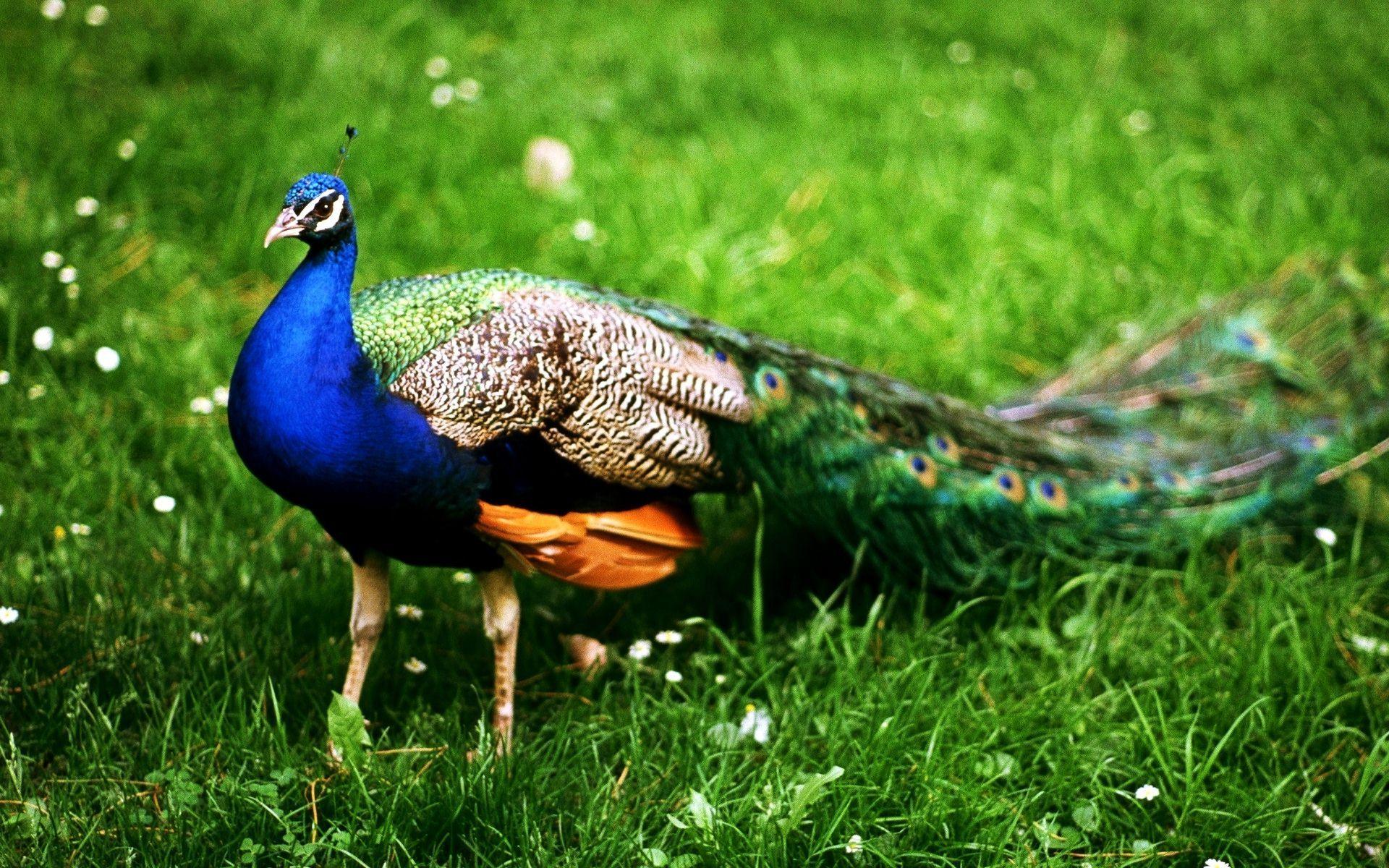 Most Beautiful Bird In India Peacock Wallpaper. file