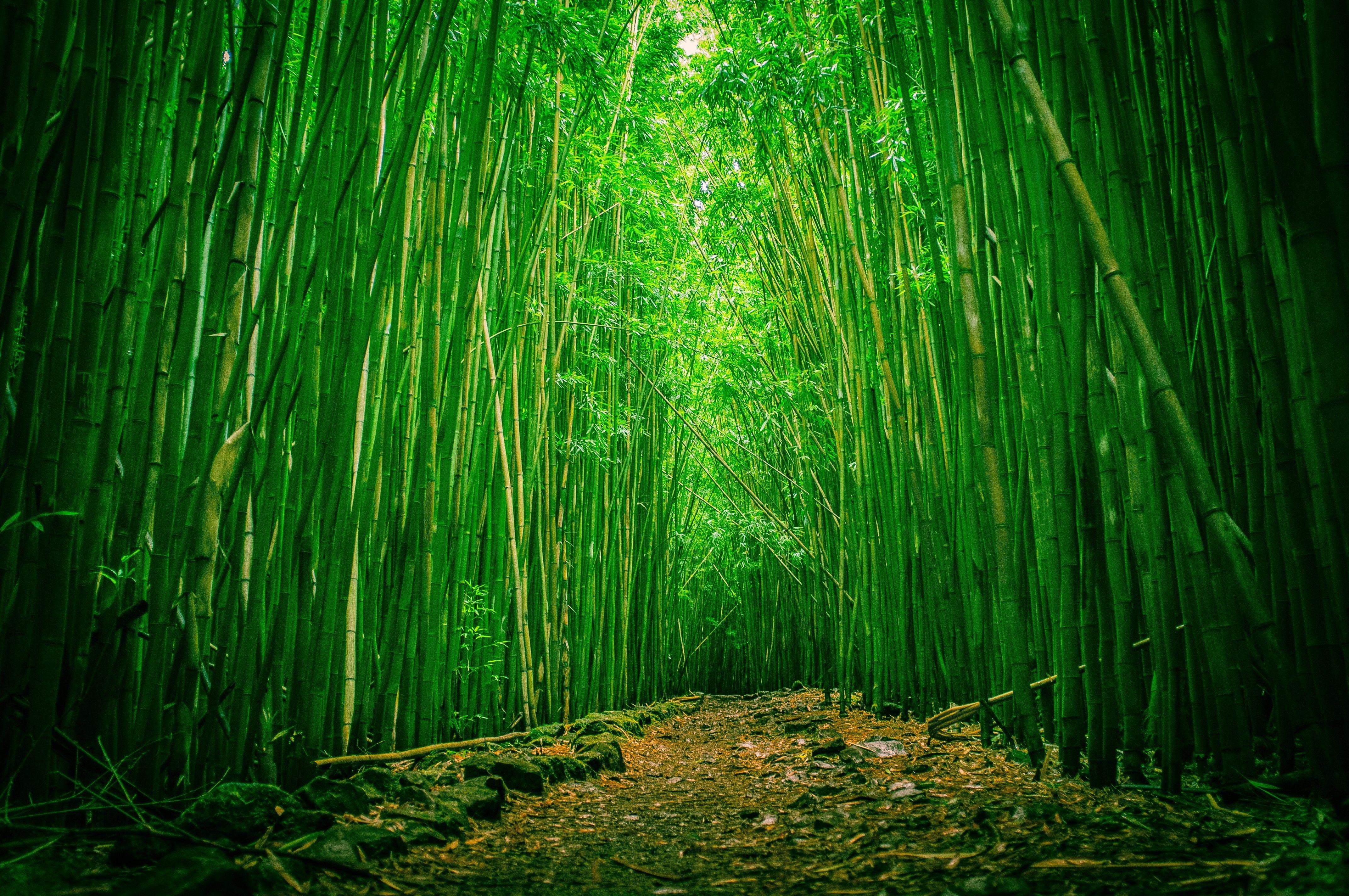 Clearing Forest Bamboo Wood Beautiful Nature Wallpaper Quotes