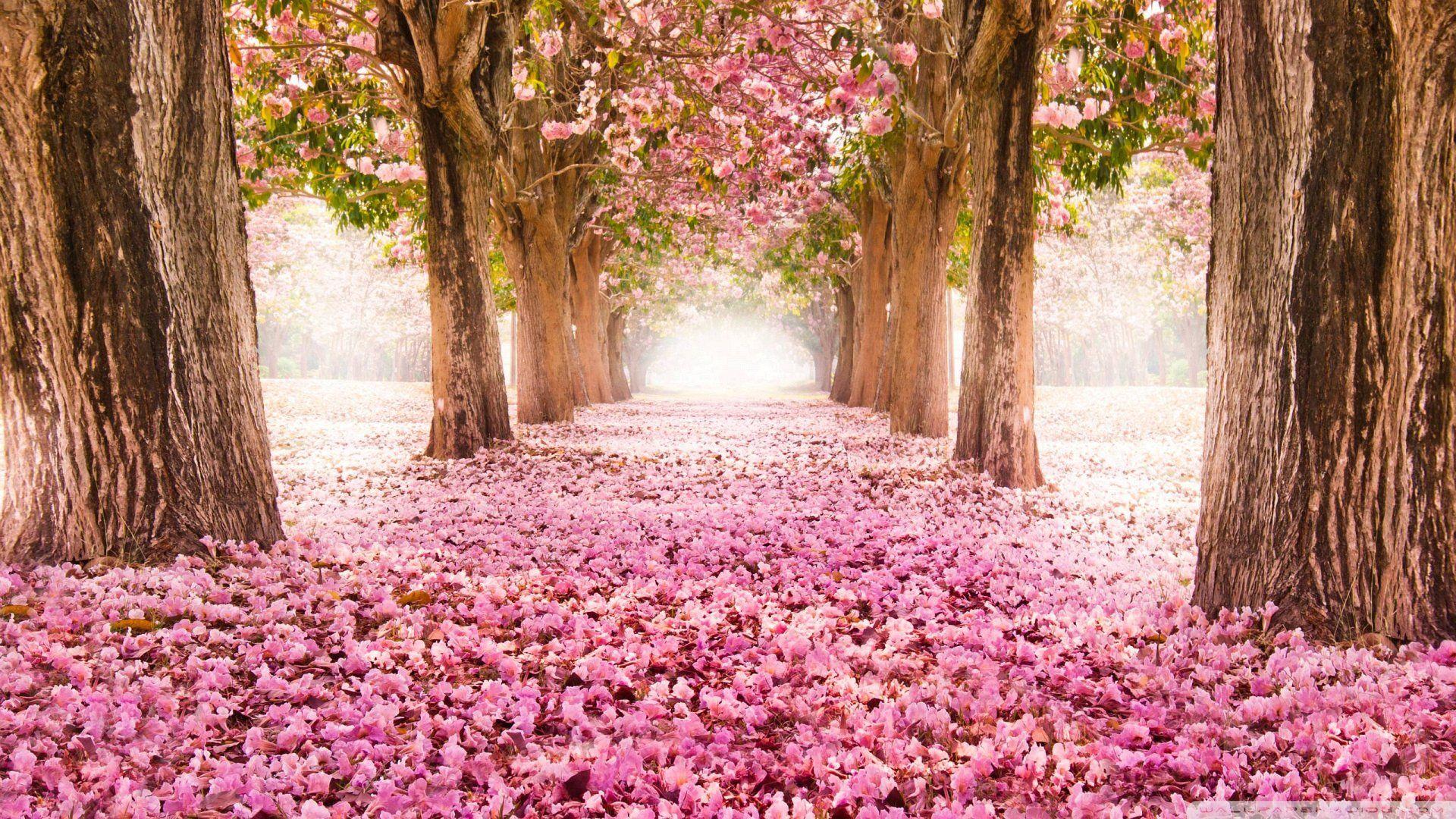 Wallpaper Petals Pink Path Romantic 1920 X 1080 Full HD x