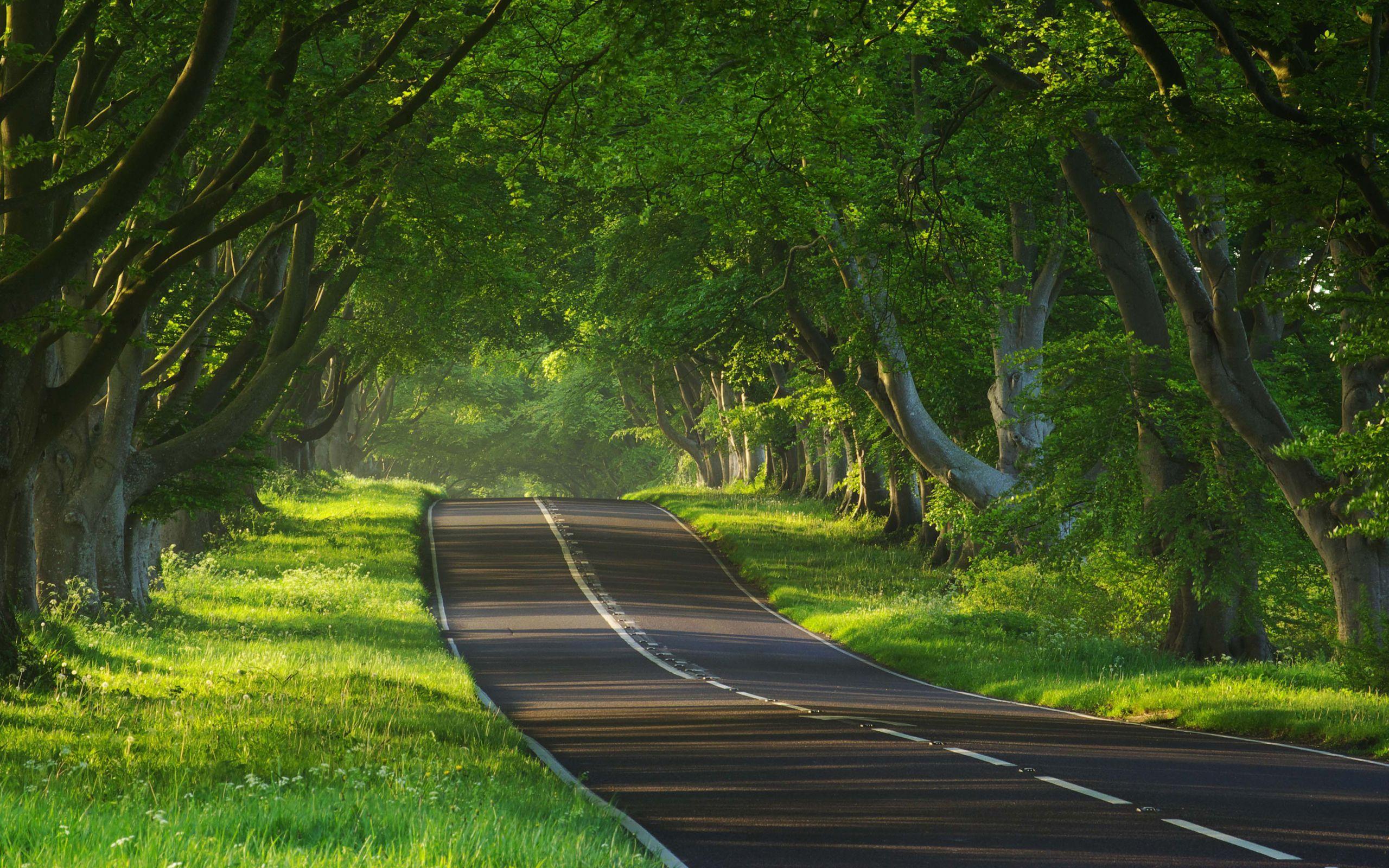 Roads. Beautiful roads, Grass wallpaper, Tree road wallpaper