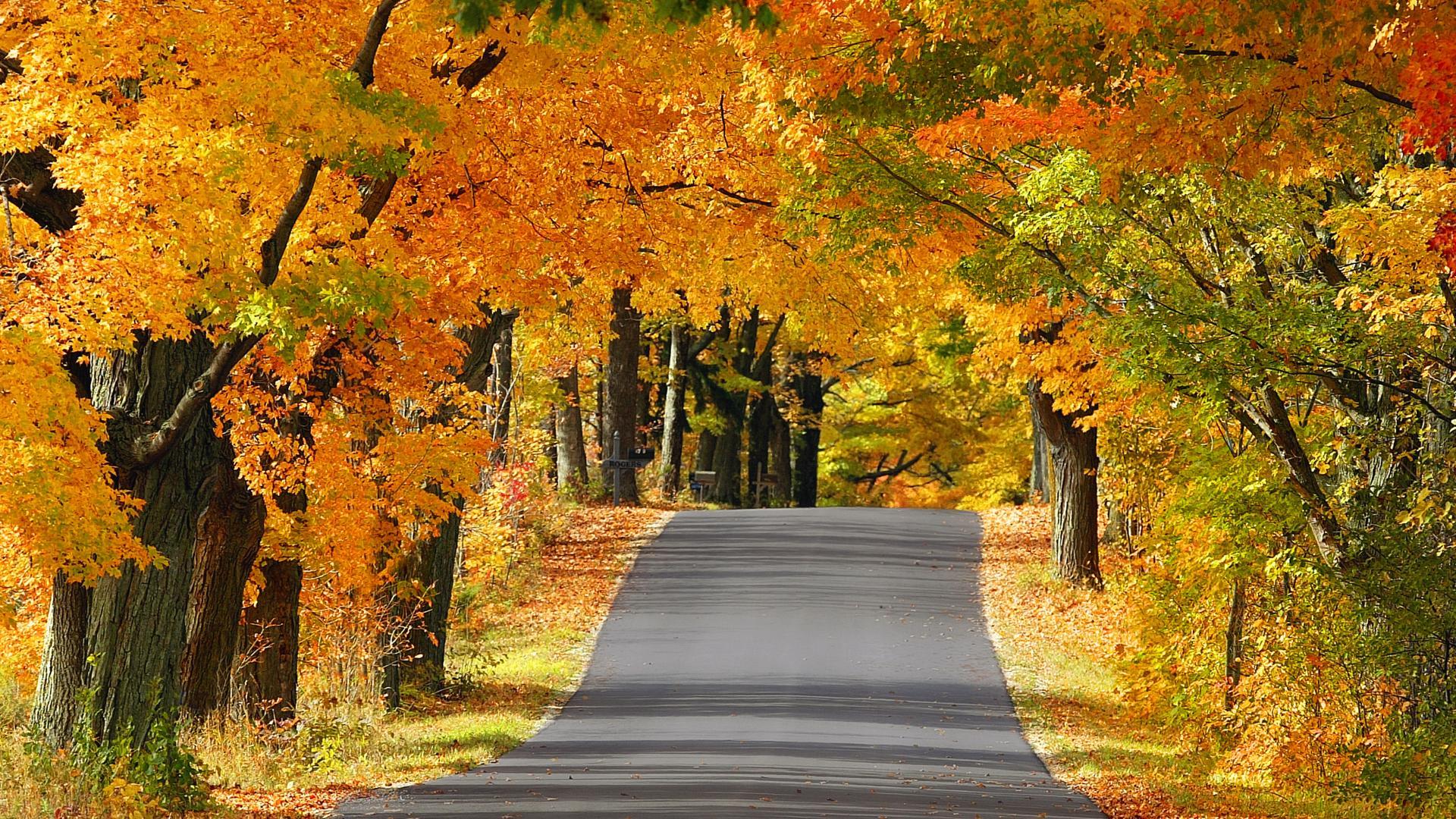 autumn road wallpaper