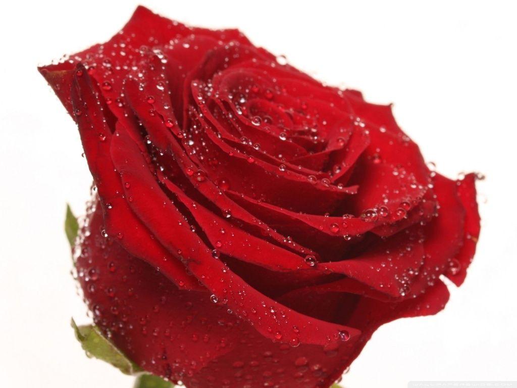 Free Wallpaper Red Rose Love Single
