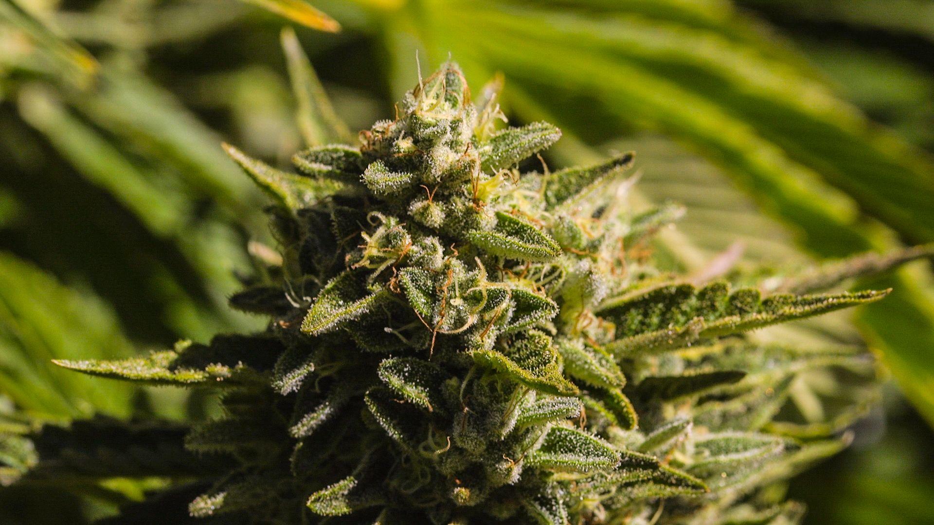 Featured Strain: Double OG Sour