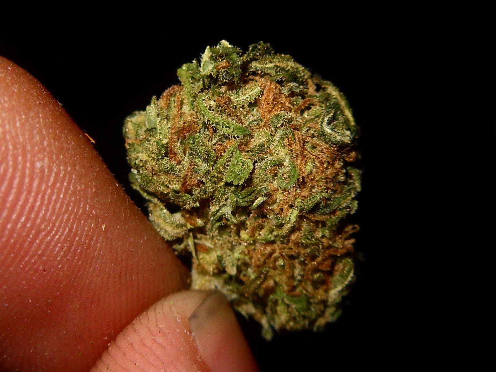 The Herban Legend: Purple OG Kush