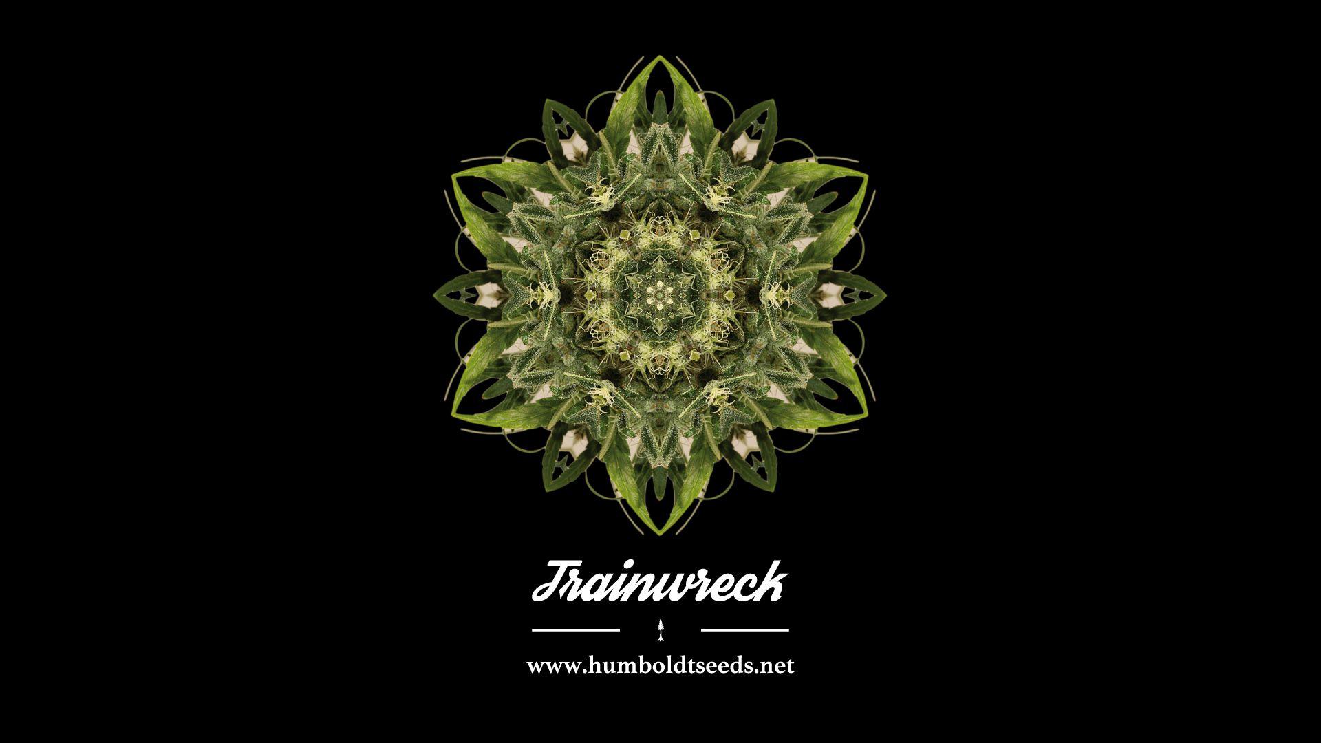 Media & catalogs download Seeds UK