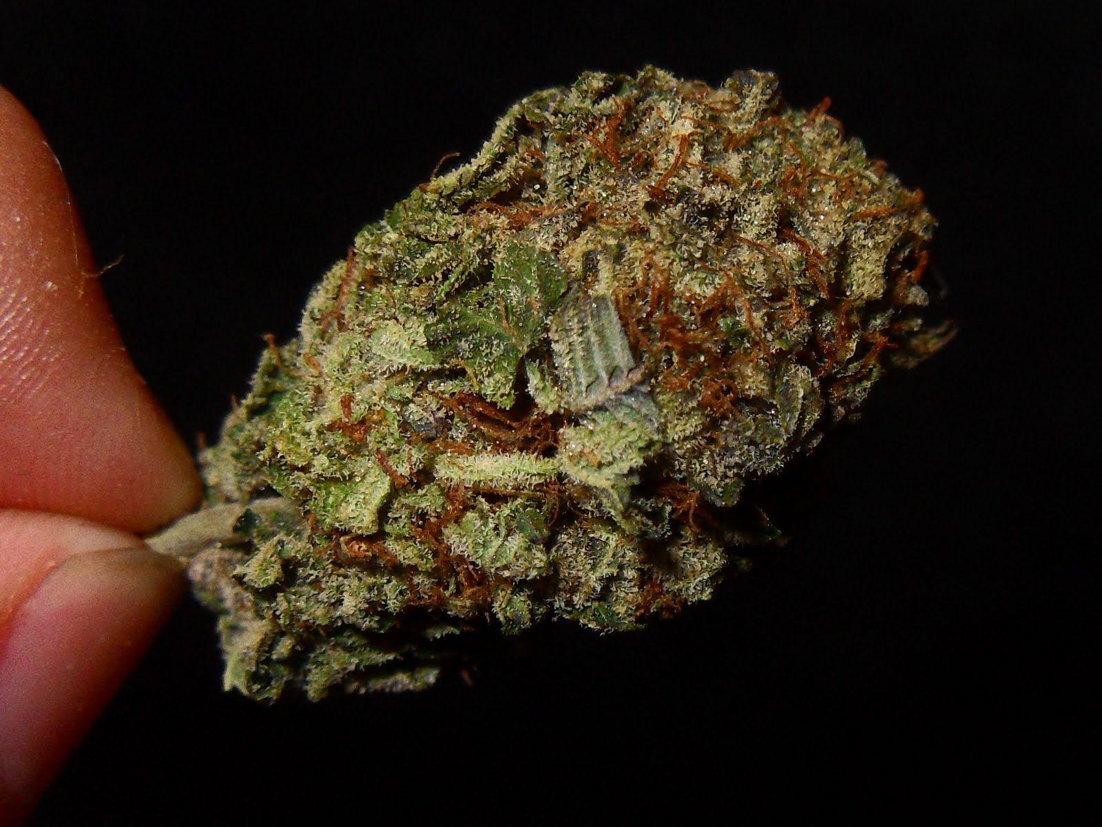 The Herban Legend: Sour OG Kush