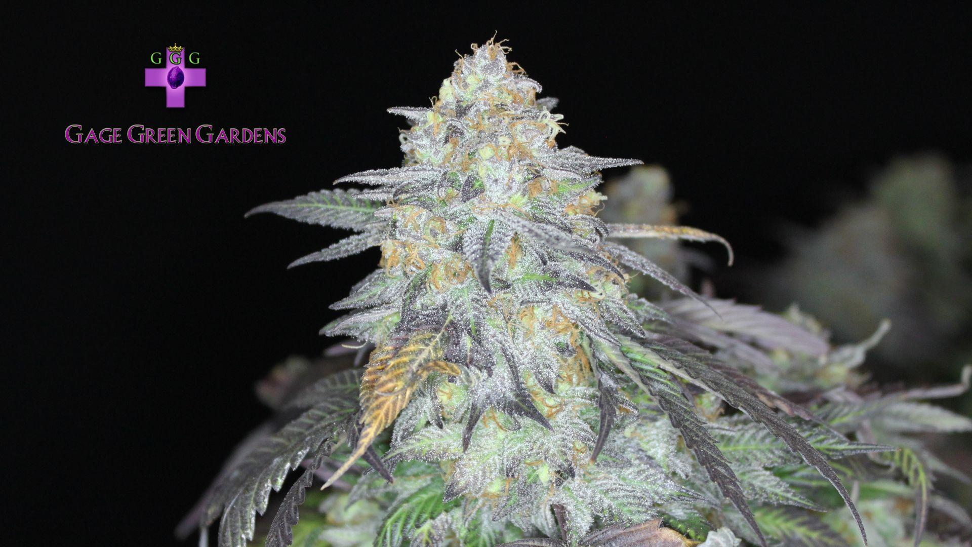 Gage Green Wallpaper