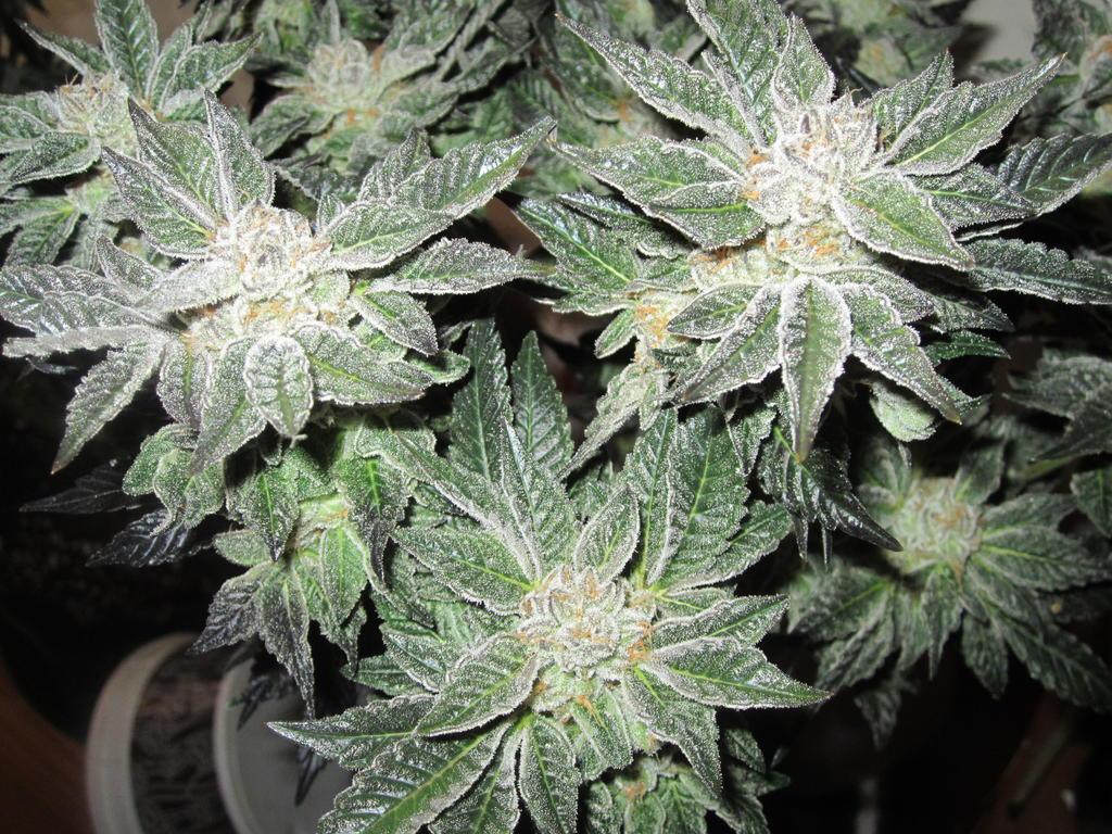 Connoisseur Genetics Kush Cookies. Cannabis Seeds. Up In Smoke