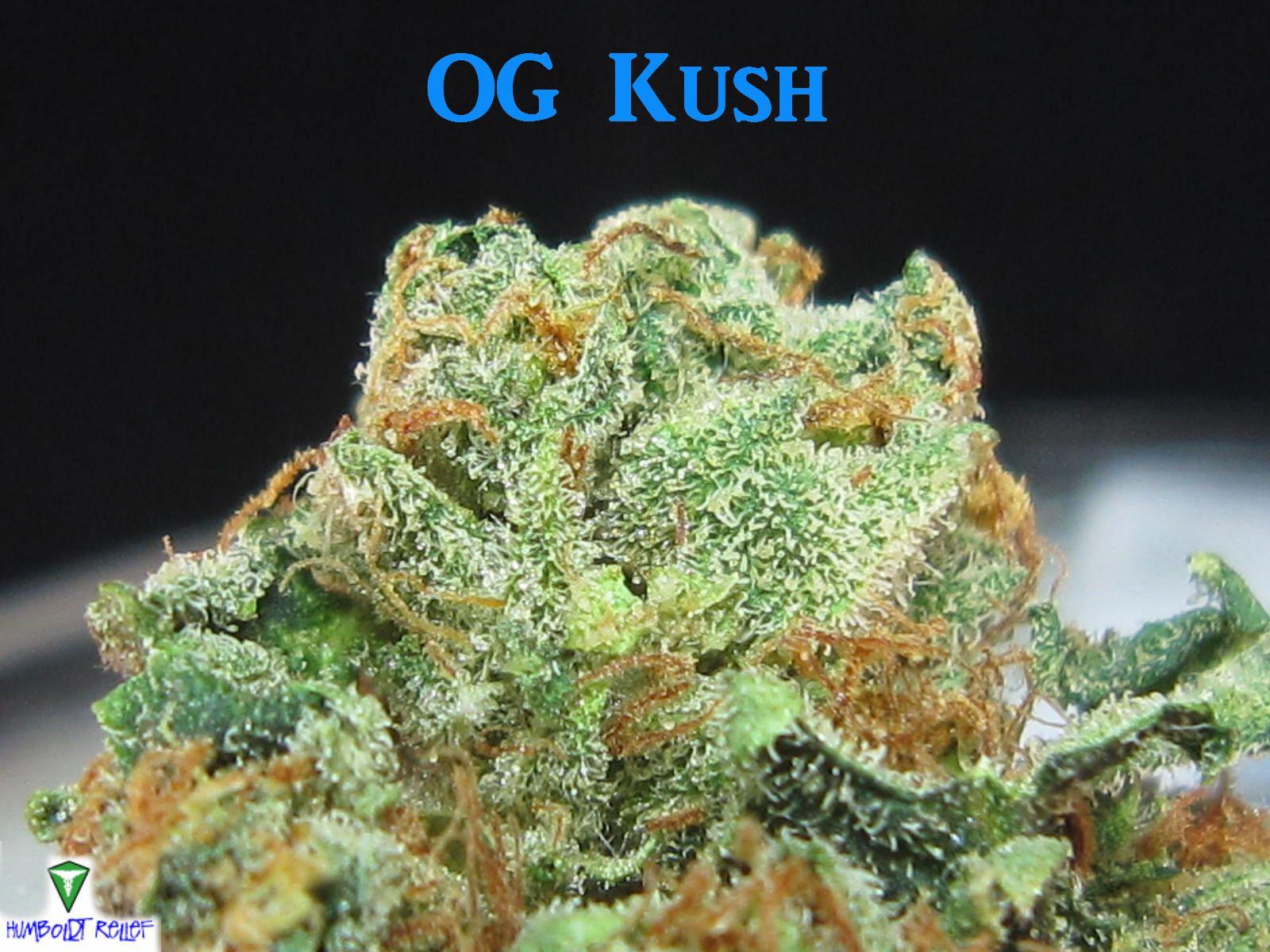 Legal Cannabis Consumers Private Club in Barcelona.: OG Kush