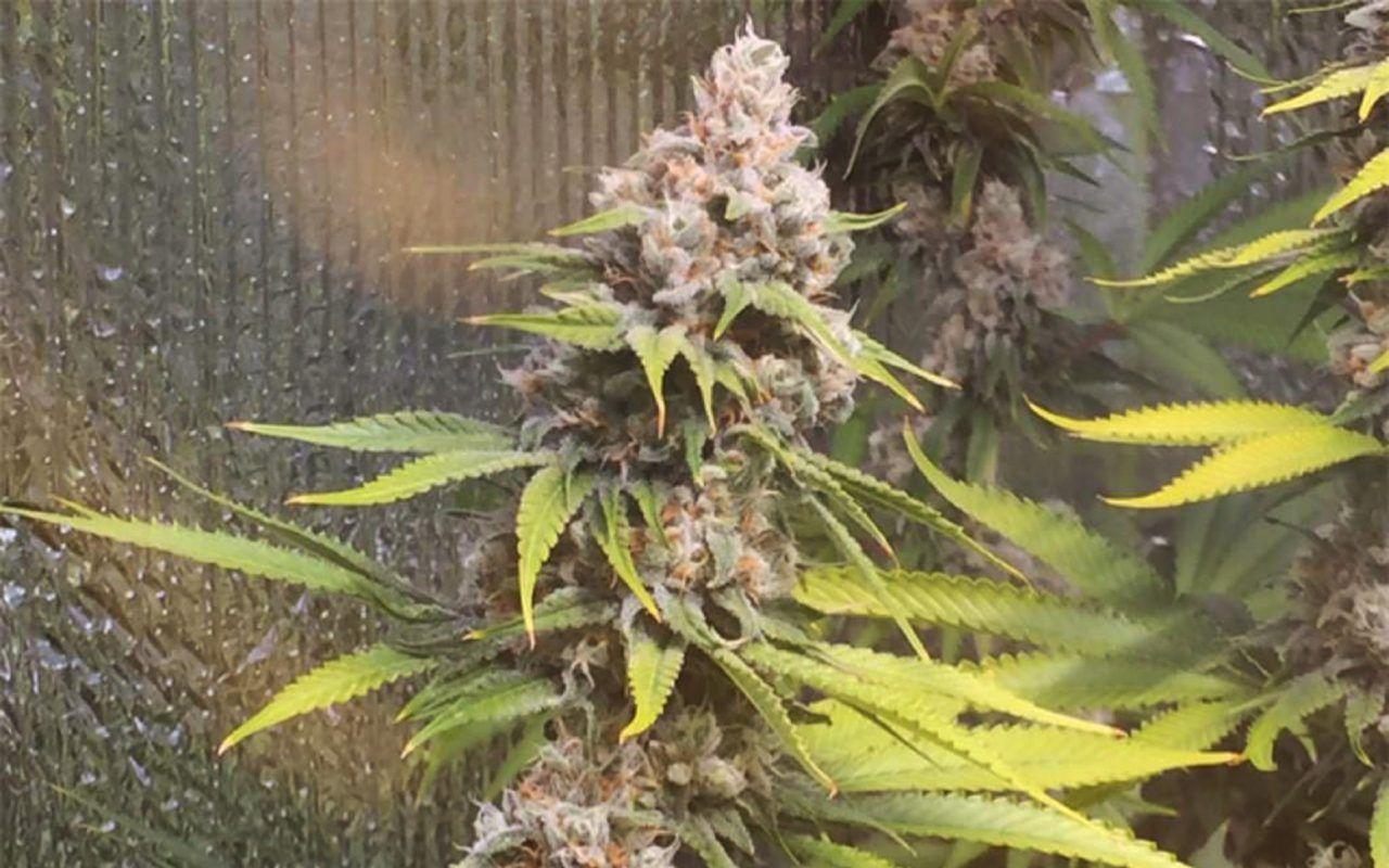 Tips for Growing Tahoe OG Kush Cannabis