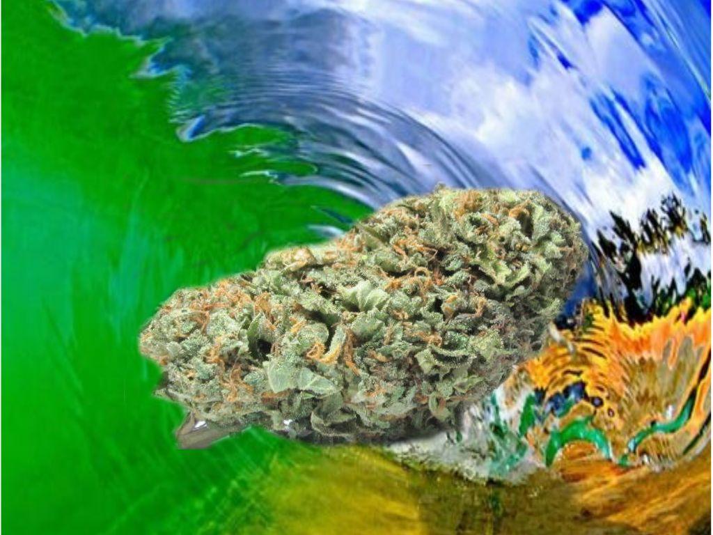 greenhouse og kush. Humboldt Relief: Welcome To The Garden