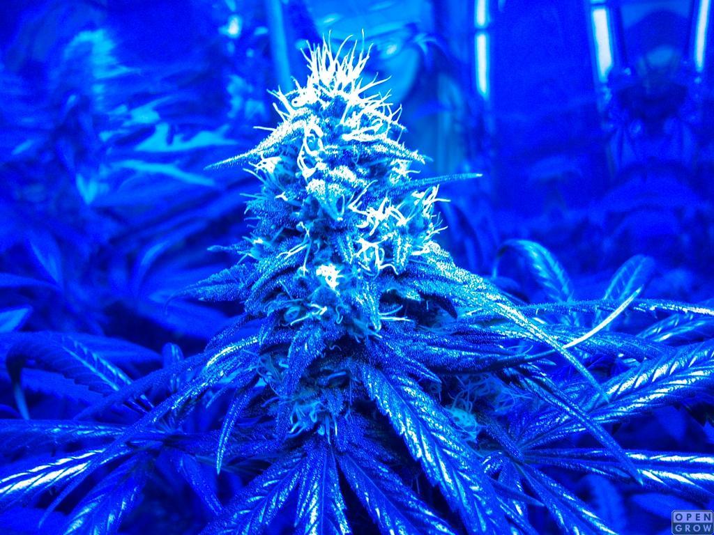 Krazy Kush X Black Granddaddy Purple