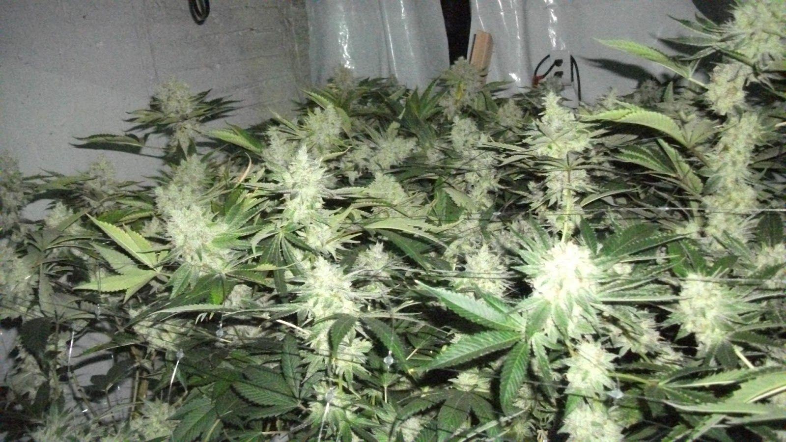 grow your own: mgm genetics