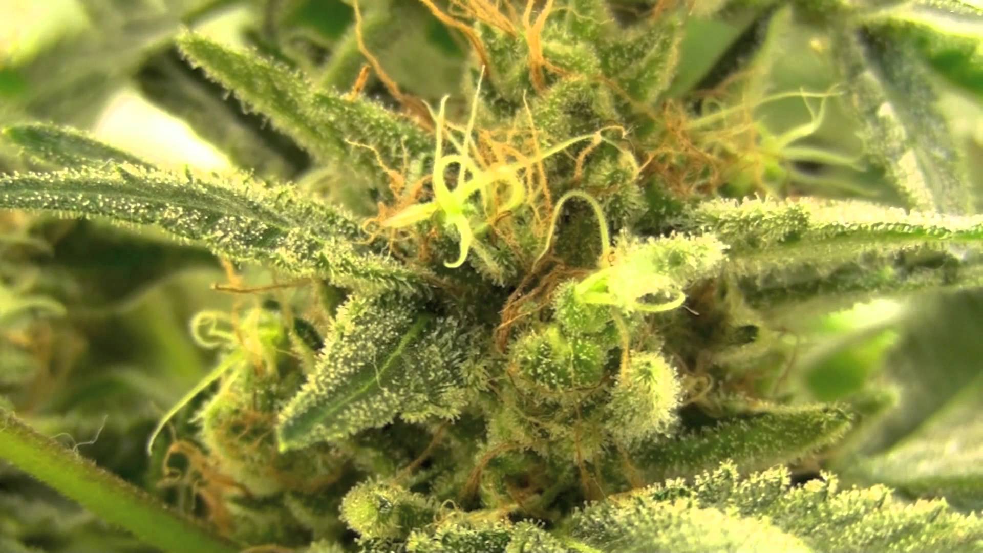 S OG Kush Week 8 Day 4 PLANT PURPLE