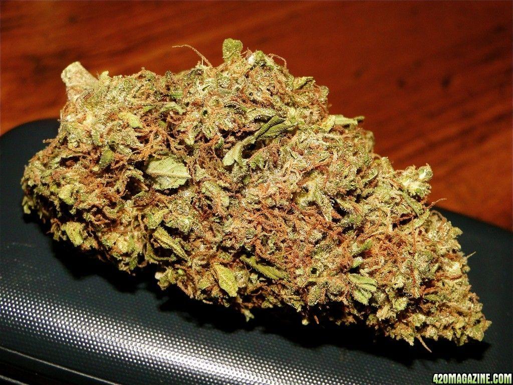 Organic Sour Diesel X OG Kush X Hindu Kush Pheno Magazine