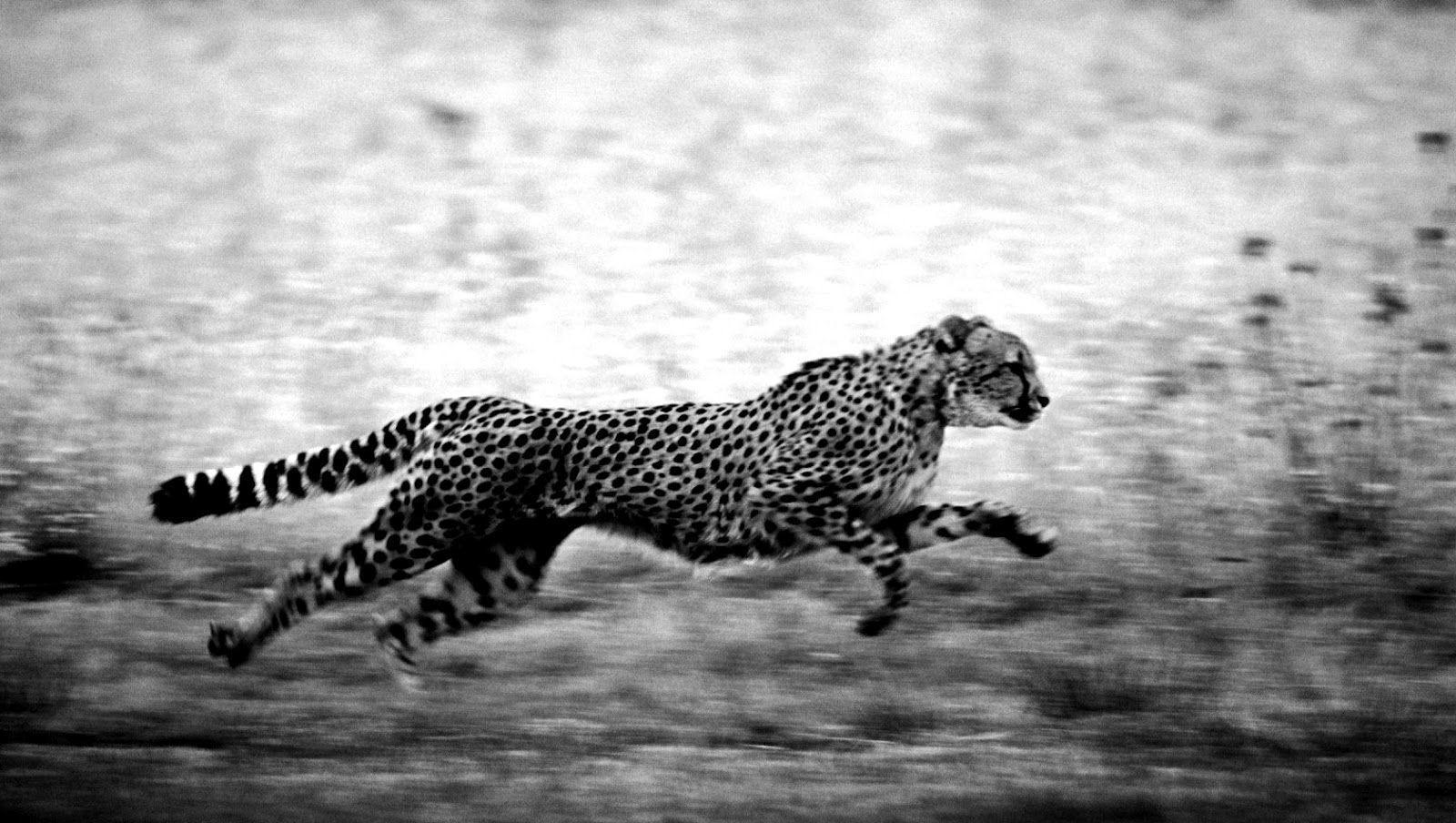 black and white cheetah wallpaper x 1600 kB