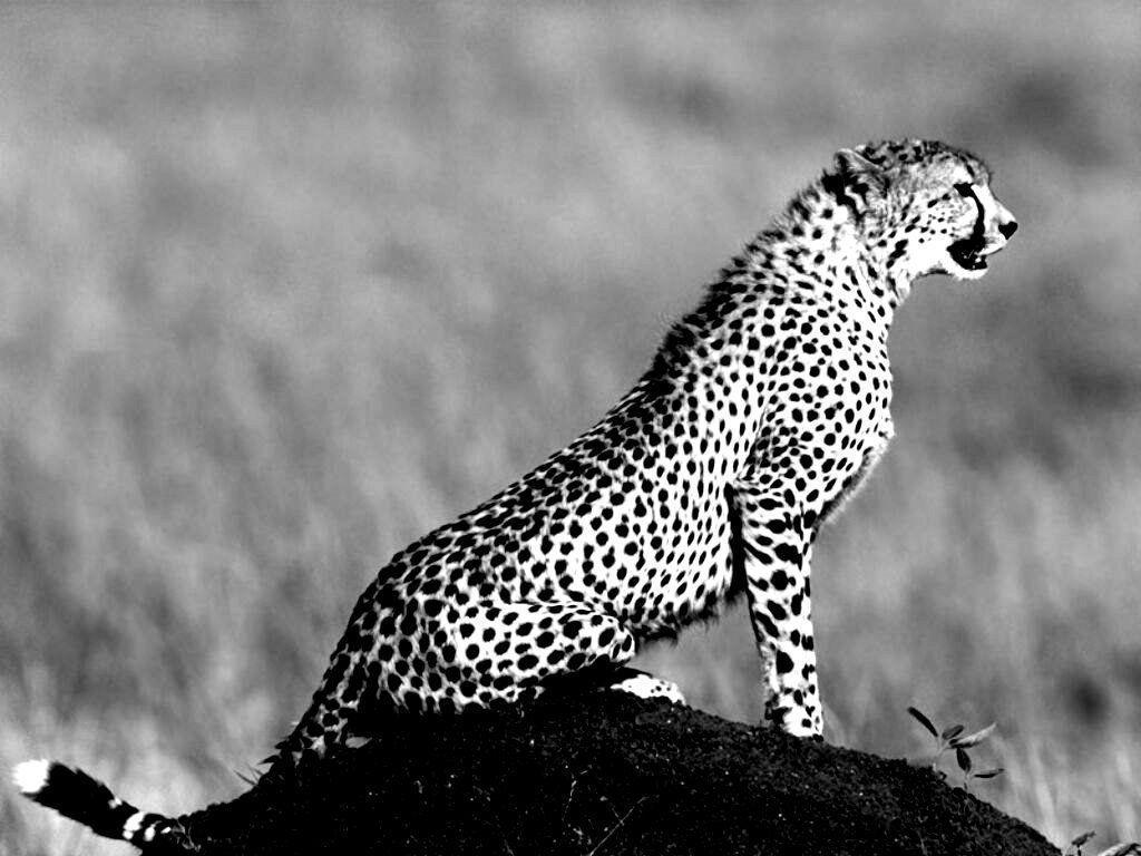 undefined Black and white cheetah wallpaper 29 Wallpaper